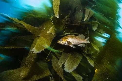 Underwater photo of a brown rockfish swimming through vibrant green kelp forest in Monterey Bay, California.