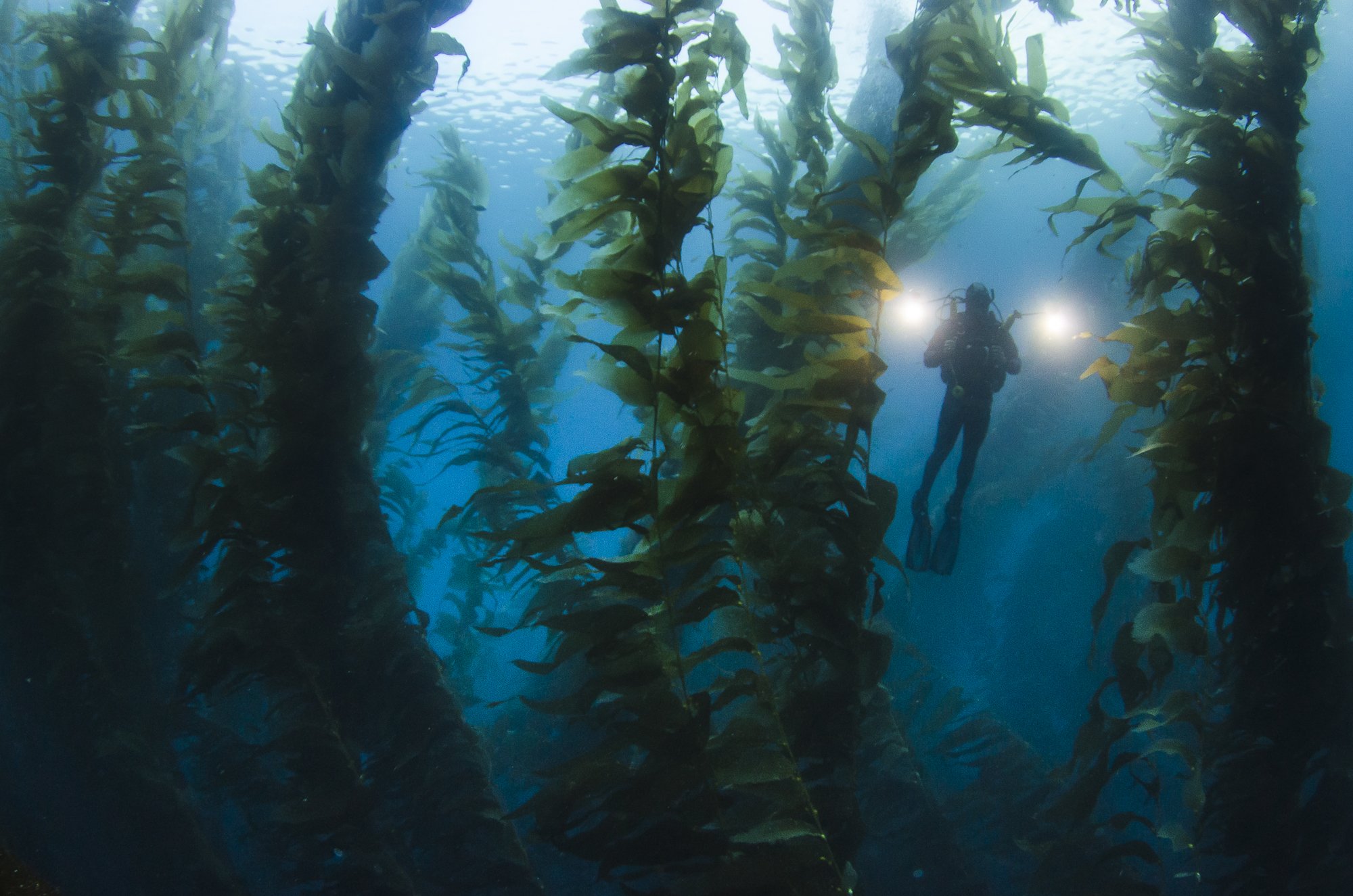 Diver swims through glowing kelp forest canopy, underwater fine art photo by Jason Bradley, Pacific Grove