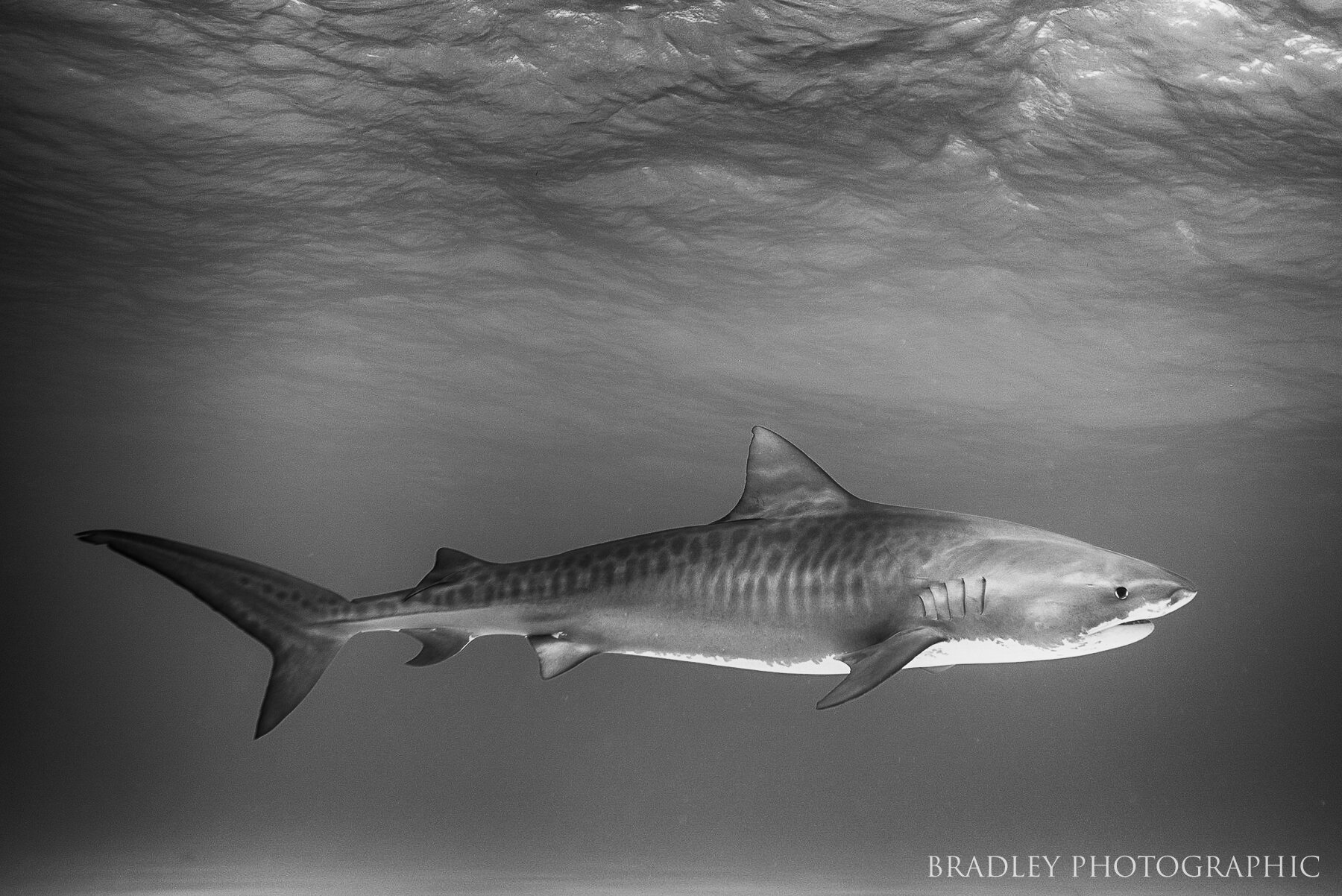 Just a beautiful tiger shark swimming by.