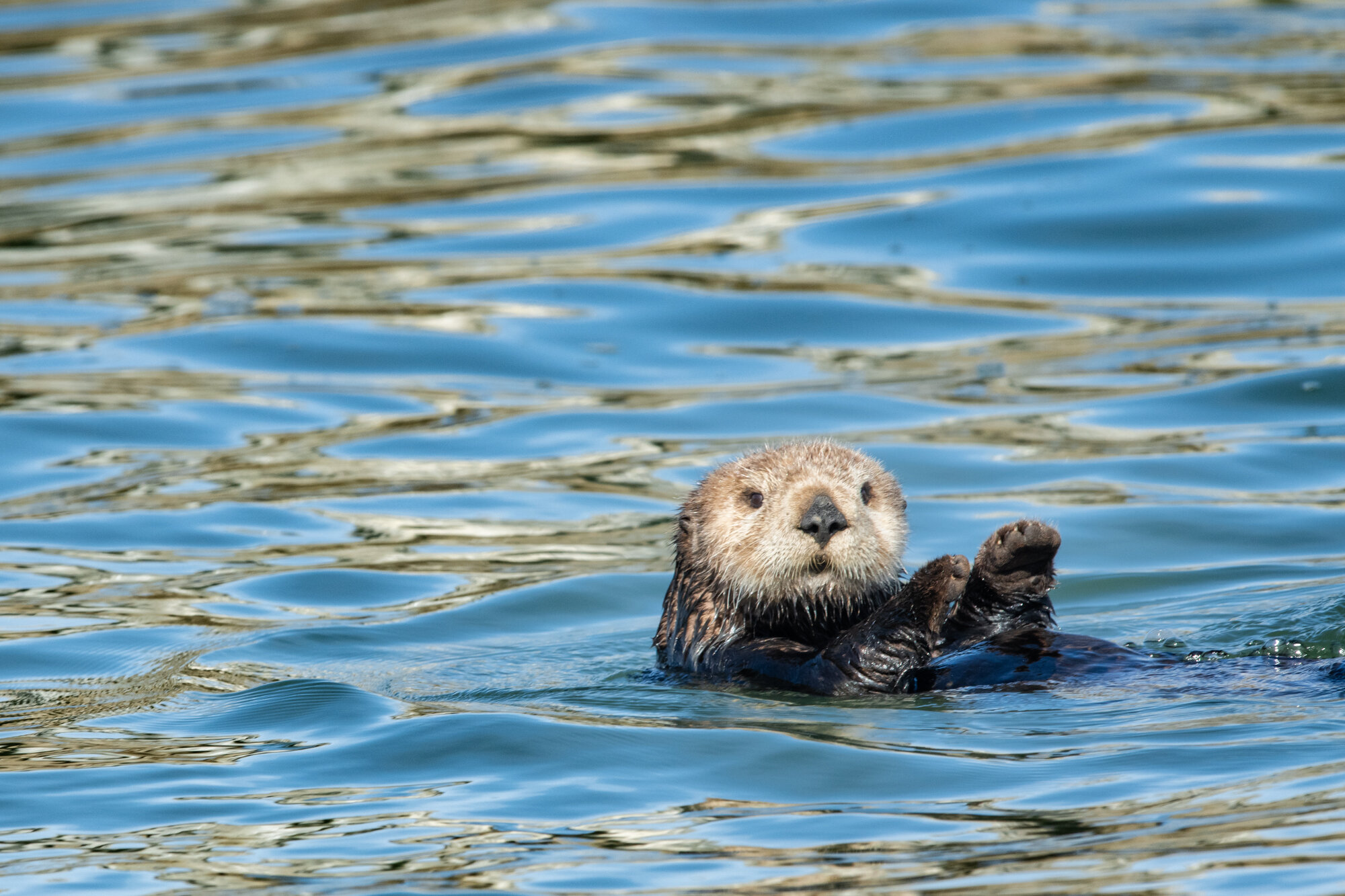 A sea otter floats on its back in Elkhorn Slough, showing playful behavior in the calm estuary waters.