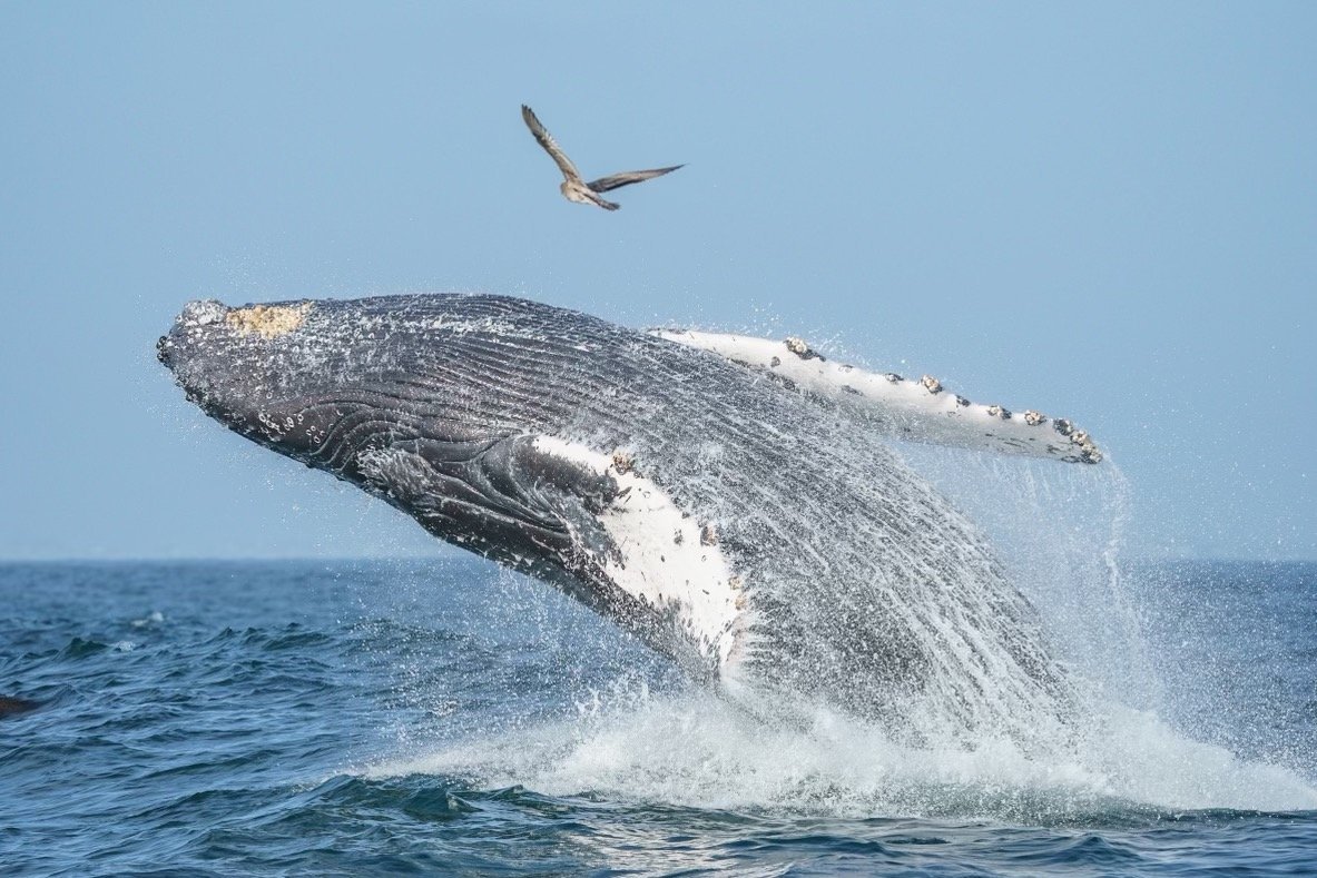 whalewatching2021.jpeg