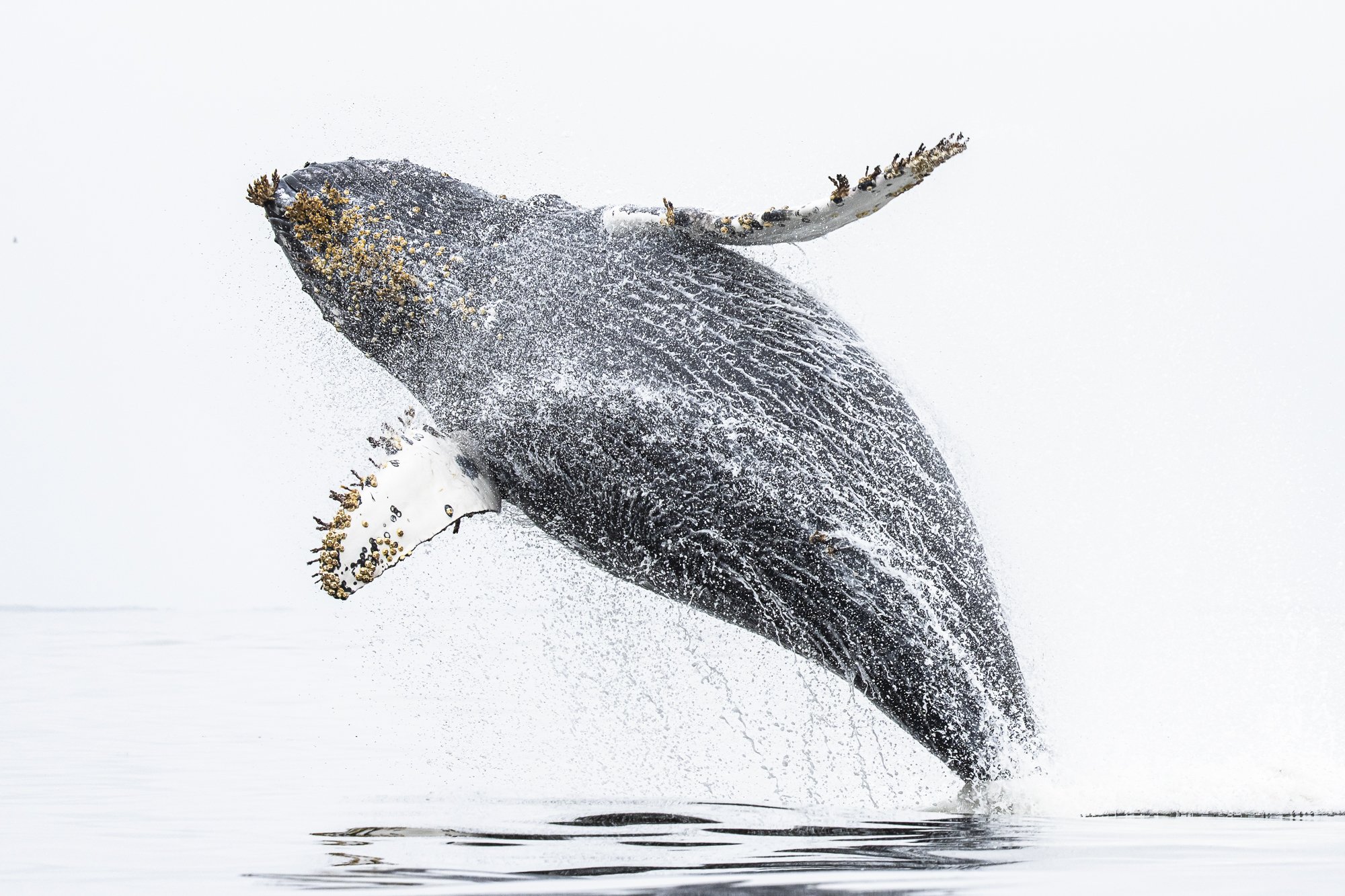 Humpback whale breaching above calm water with droplets suspended in the air against a minimalist background.