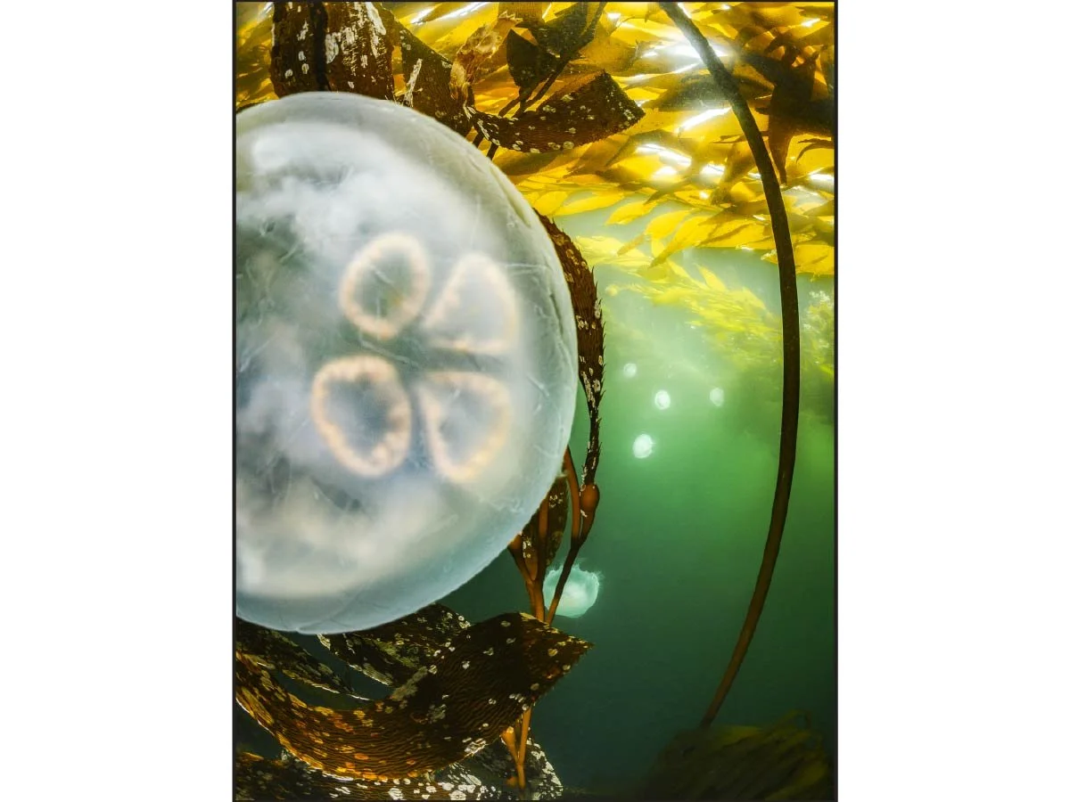Moon jellyfish drifting through golden kelp forest with sunlight filtering through the water