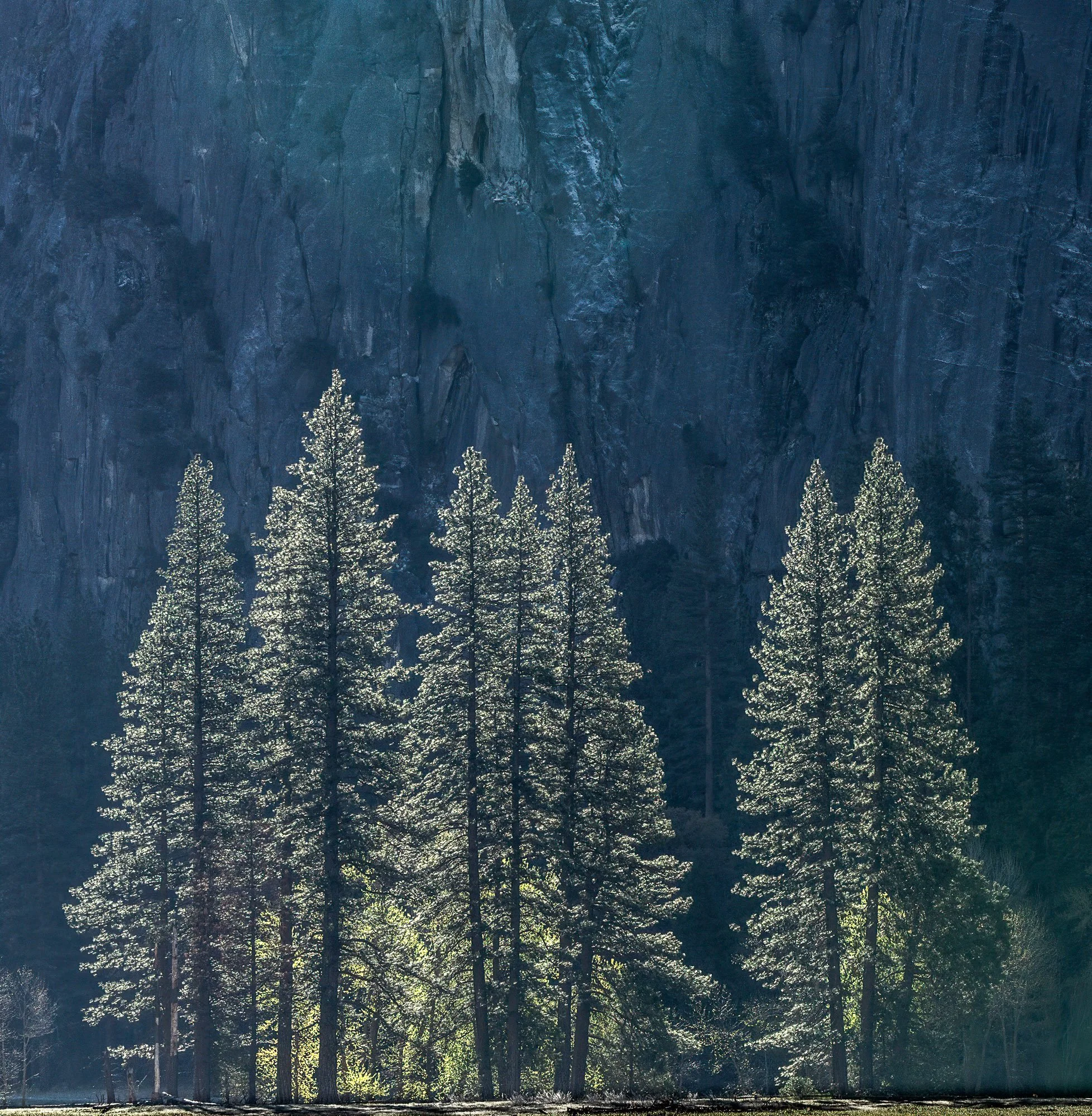 Backlit Pines 2021 ©William Neill.jpg