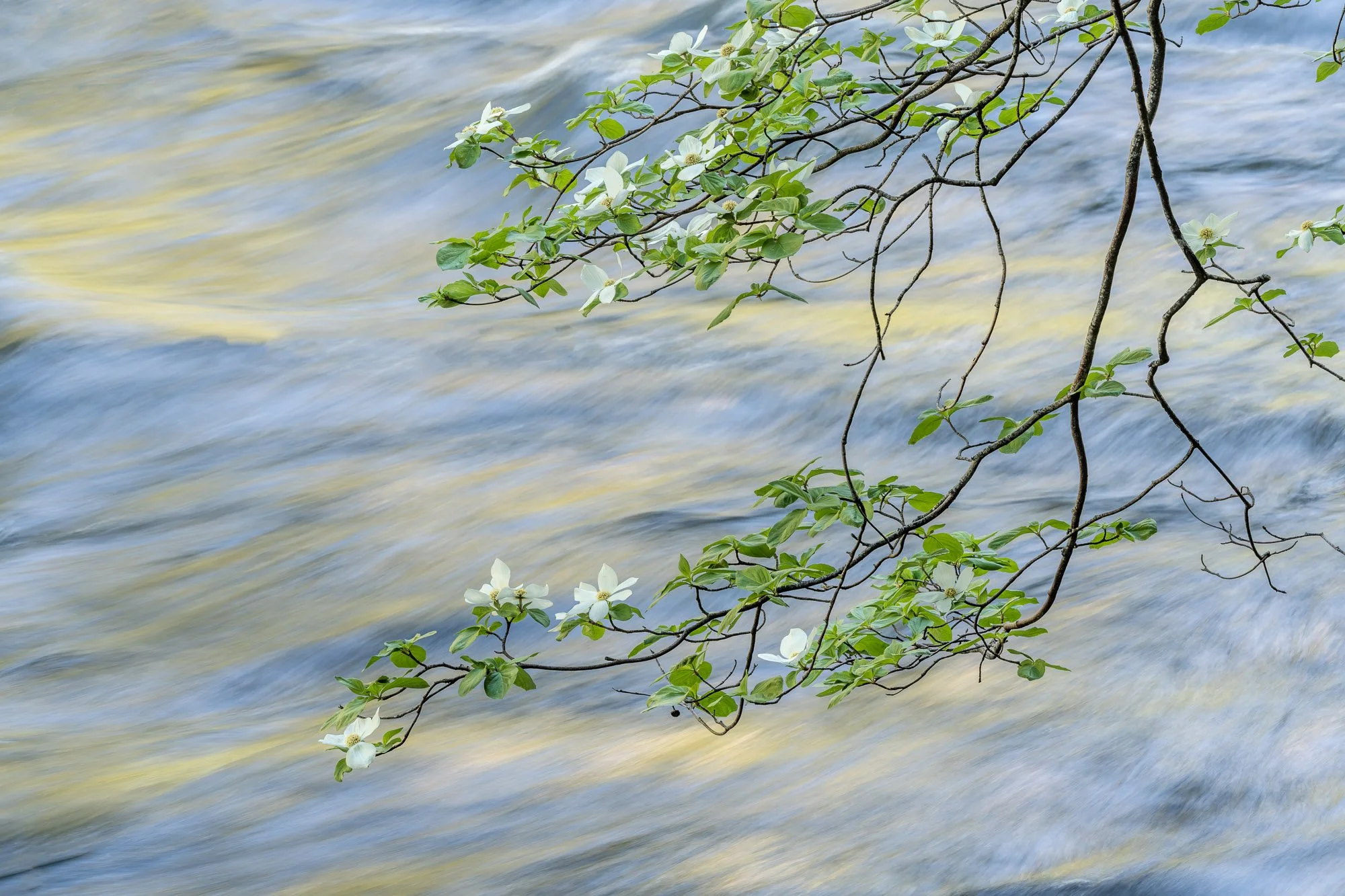 Dogwood Blooming 2021 ©William Neill.jpg