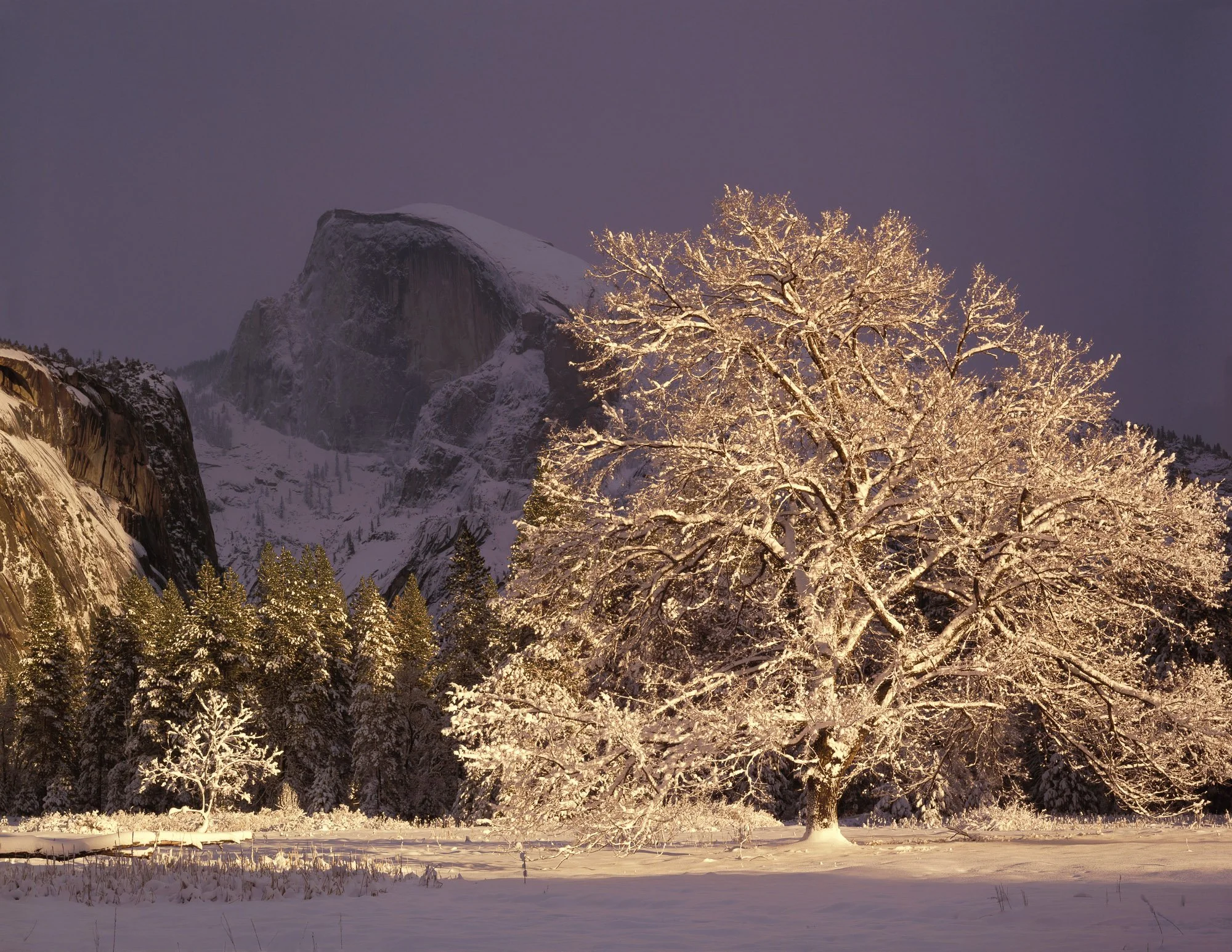 Half Dome and elm tree, winter 1990 ©WILLIAM NEILL.jpg