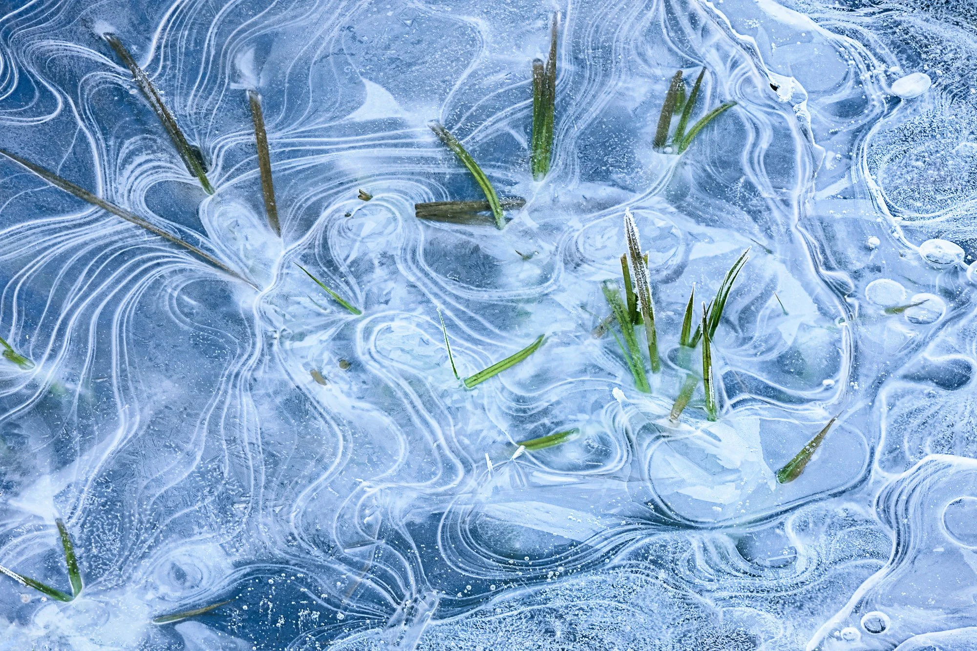 Ice Patterns and Grasses 2013 ©WILLIAM NEILL.jpg