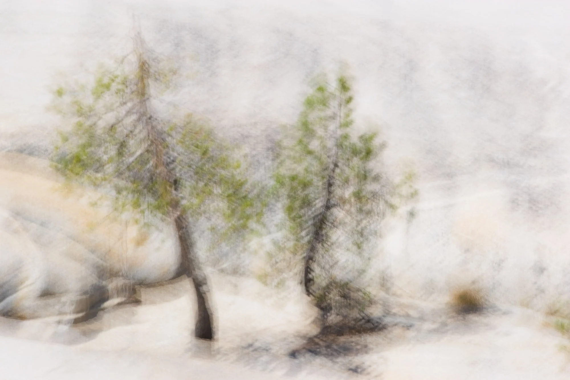 Two Pines, Tenaya Lake 2007 ©Copyright © 2007 William Neill.jpg