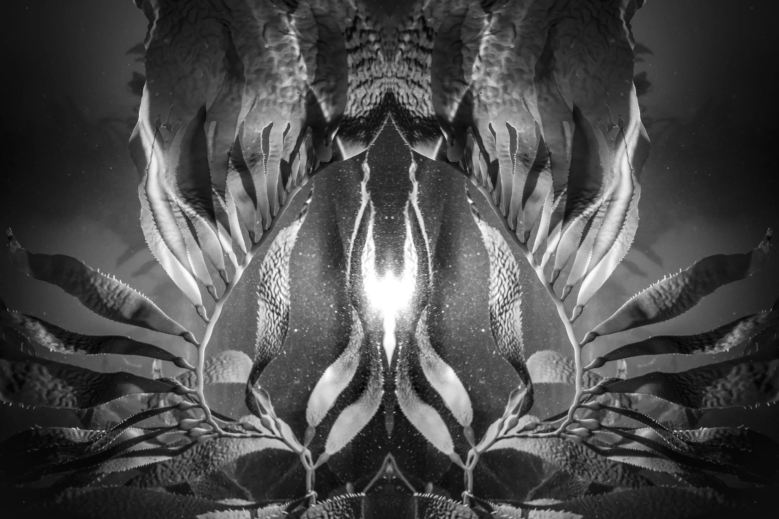 Symmetrical kelp forms with glowing center light, resembling wings or an underwater figure.