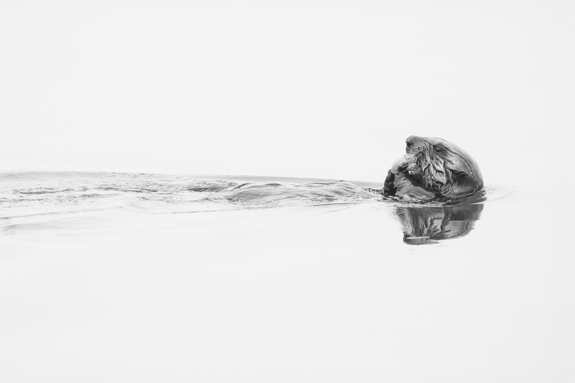 Sea otter floating on calm water while feeding on clams in Monterey Bay, California.