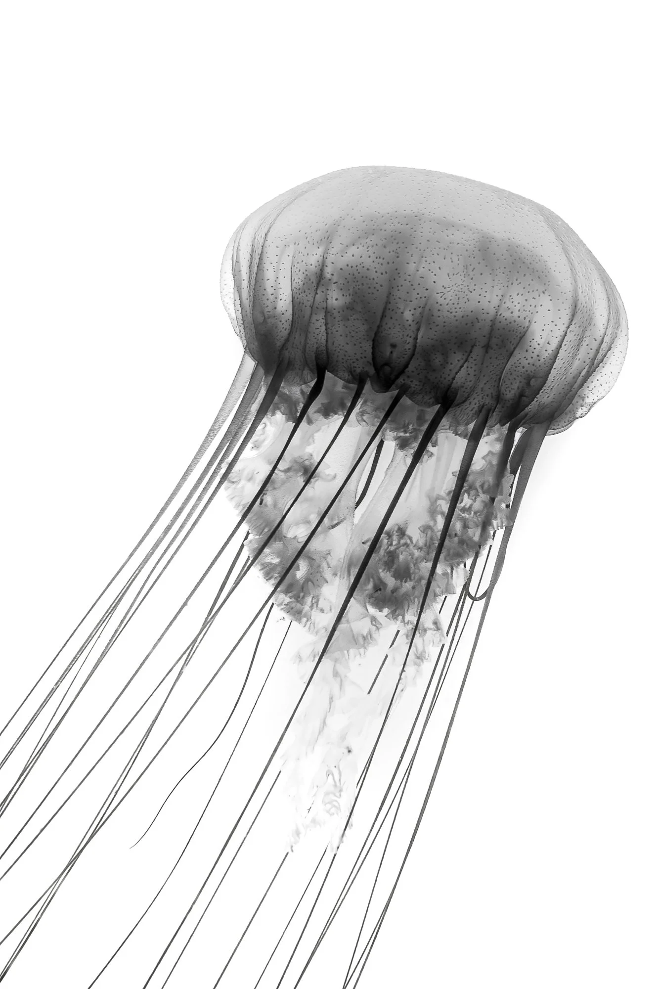 Black and white jellyfish with long tentacles floating in open water