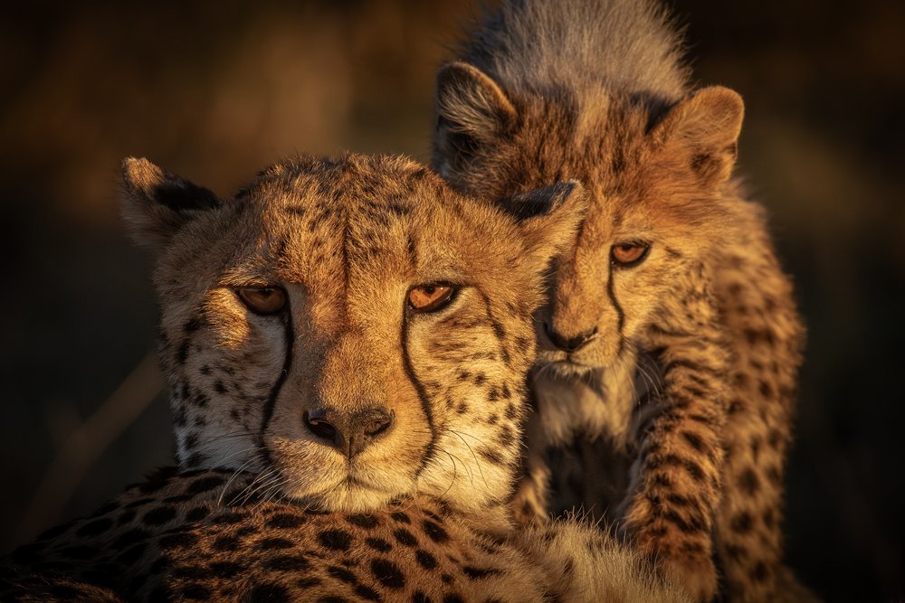 Cheetah and cub bathed in warm dusk light, gazing intently with soft expressions, photographed by Jason Bradley.