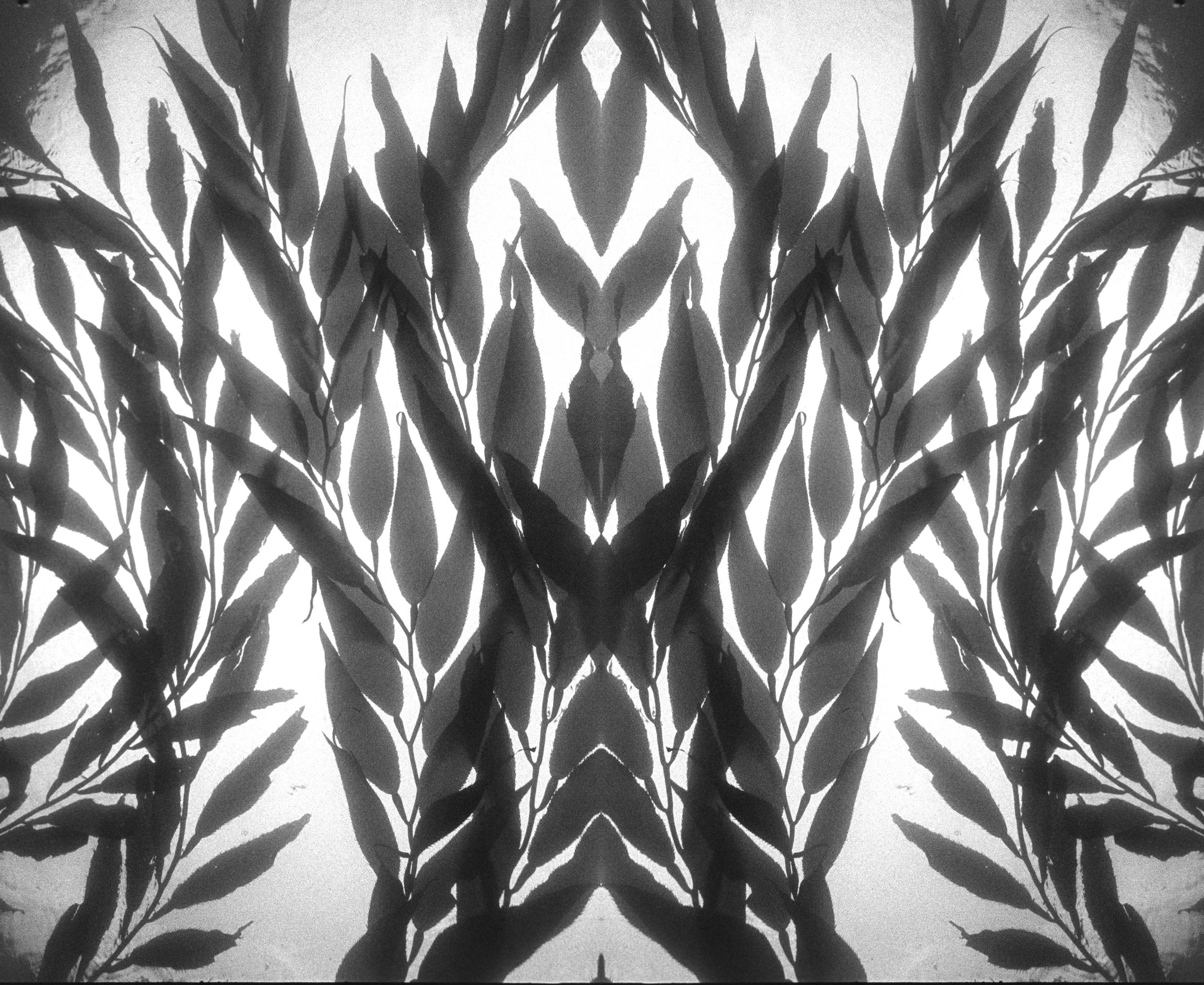 Symmetrical black-and-white kelp silhouettes forming an abstract mirrored pattern.