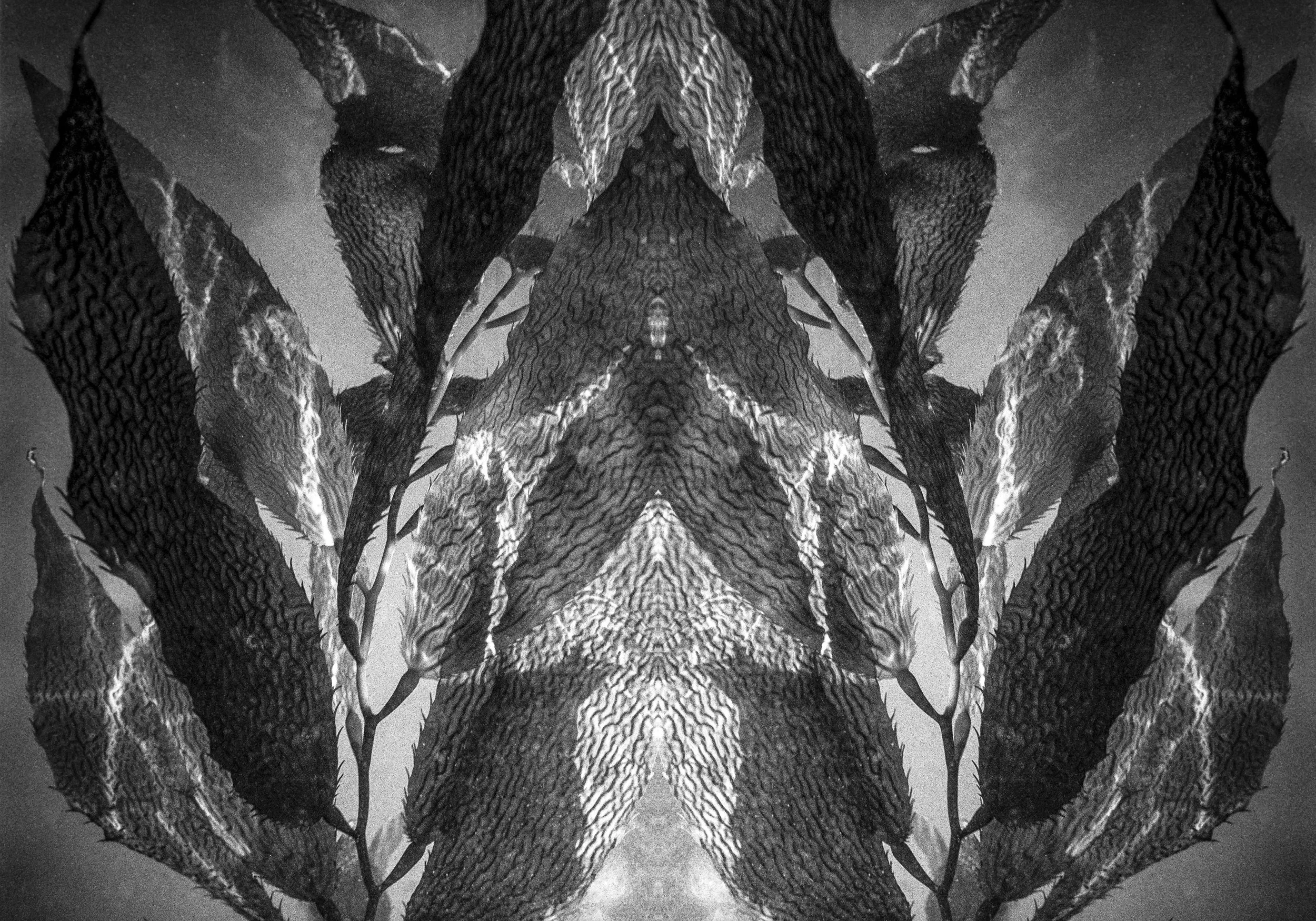 Mirrored black-and-white kelp forming a symmetrical, abstract organic shape underwater.
