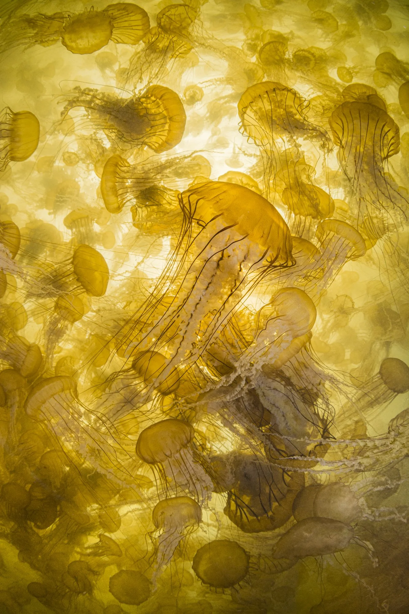 Jellyfish Smack