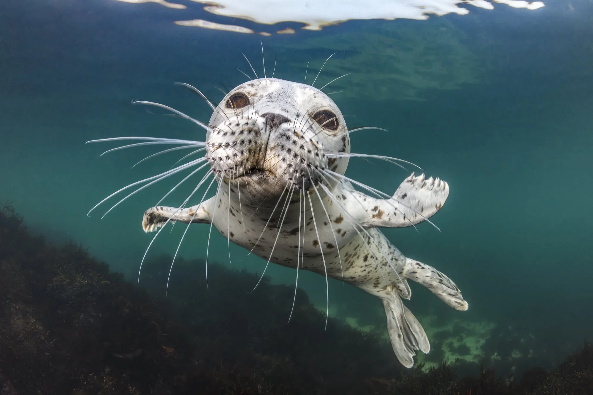 Curious harbor seal swims up close, gazing directly into the camera underwater.