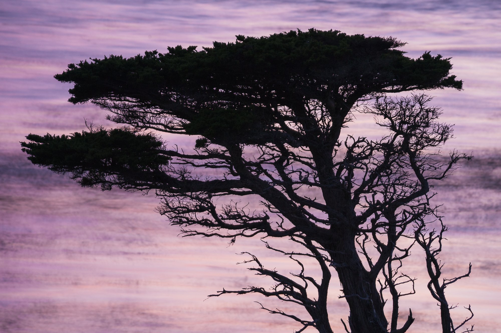 Silhouette of wind-swept cypress tree against purple-pink sunset sky along the California coast.