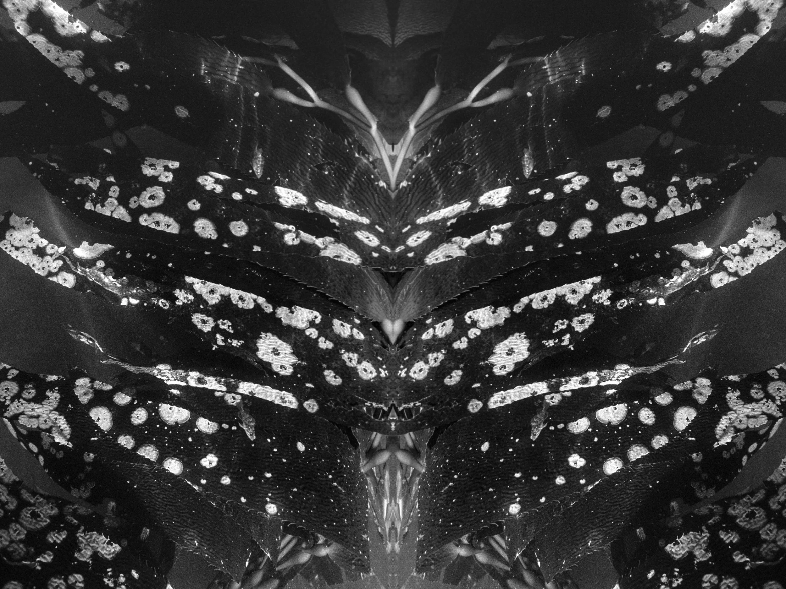 Mirrored kelp with speckled fronds forming an abstract underwater symmetry.