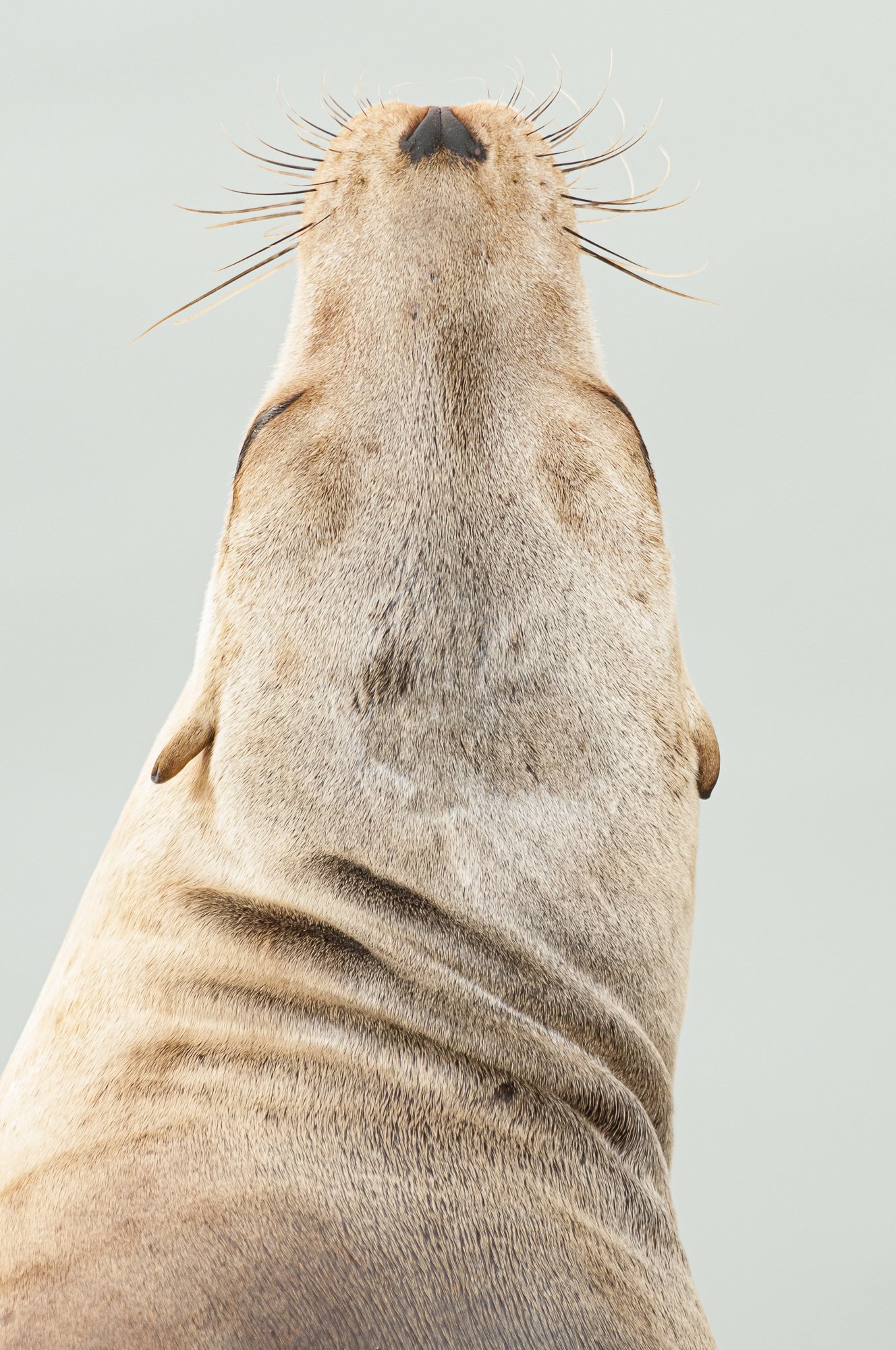 Close-up sea lion portrait from behind with whiskers lifted skyward – fine art photo by Jason Bradley
