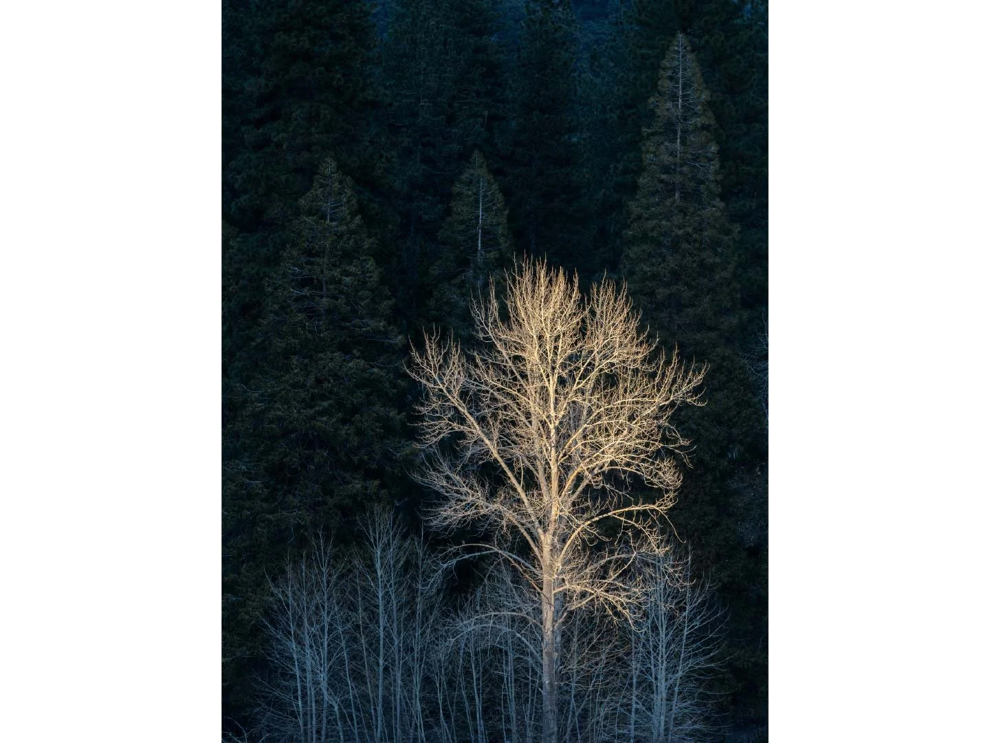 Last Light, Cottonwoods, 2022