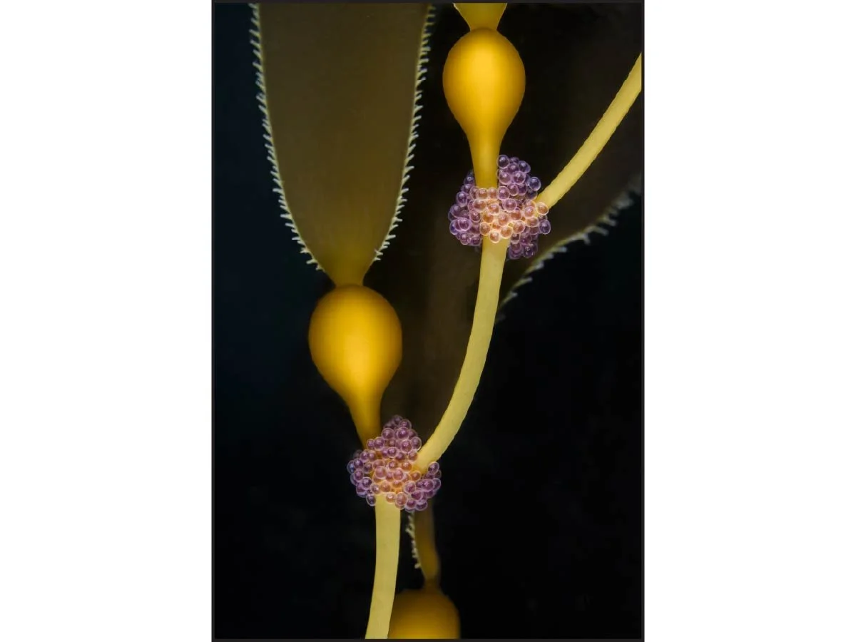 Abstract image featuring vivid ruby and gold hues in an organic, fluid pattern.