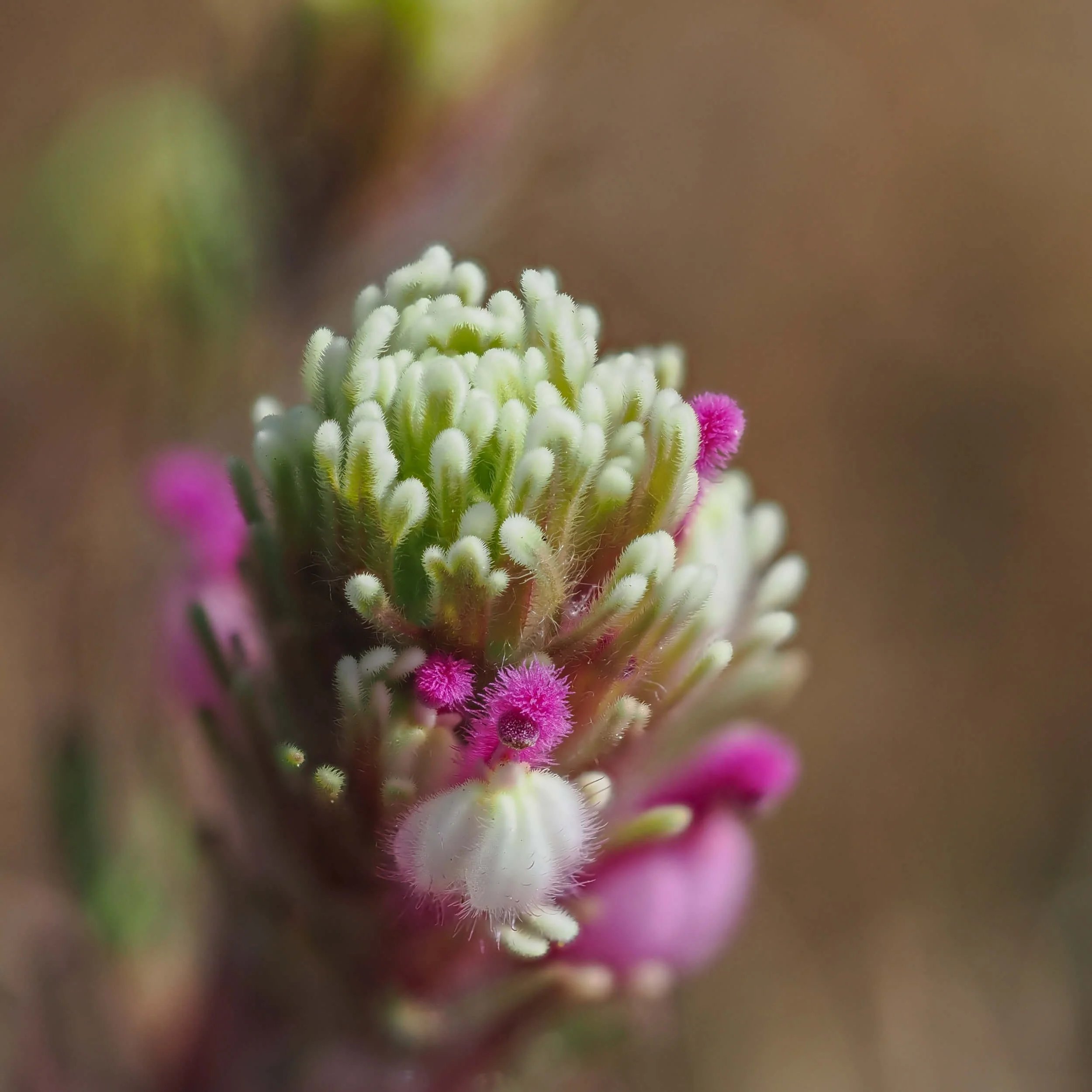 Close-up floral photograph titled “The Guardian” by Joyscapes Imaging.
