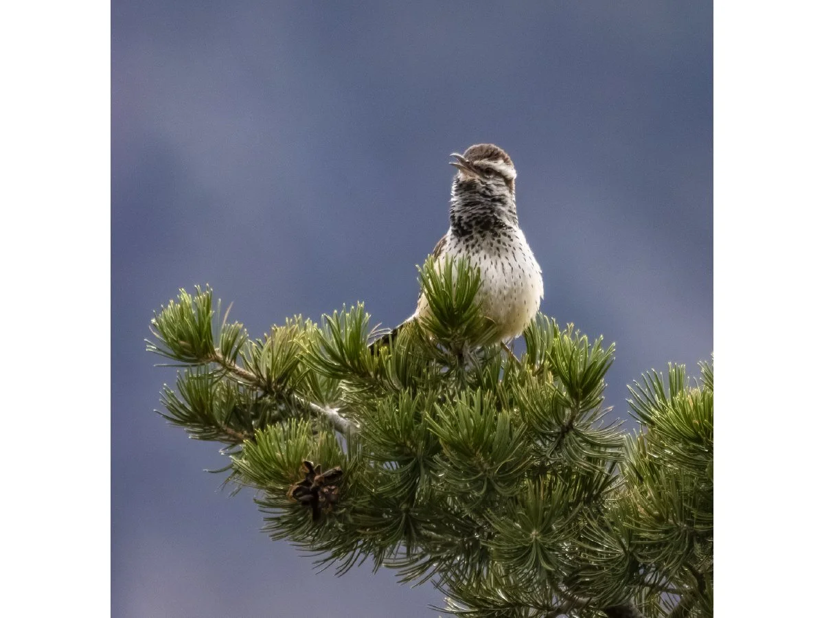 Song sparrow singing from the top of a pine branch against a gray-blue sky.