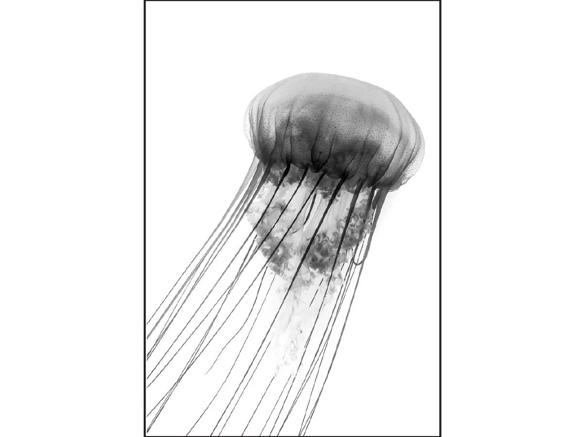 Black and white jellyfish with long tentacles floating in open water