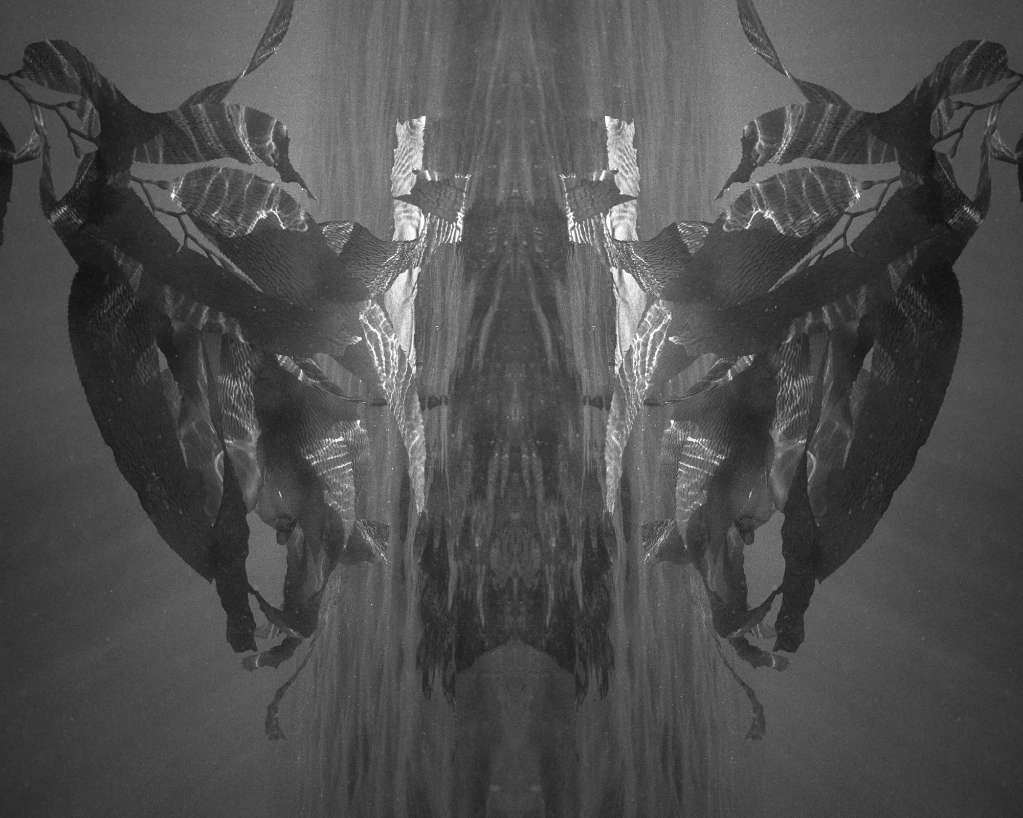 Mirrored underwater kelp drifting in soft light, forming a dark, symmetrical organic shape.