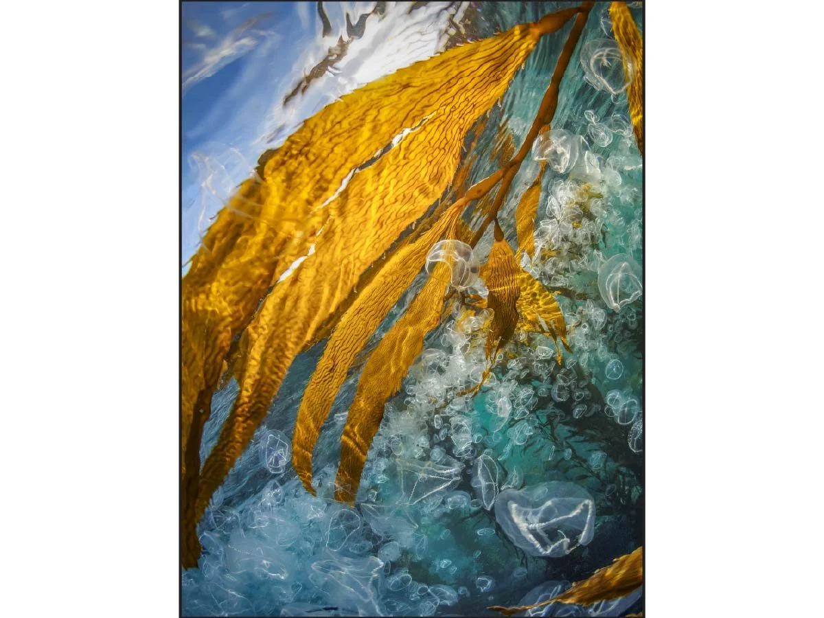 Golden kelp and jellyfish framed against icy blue water and surface reflections
