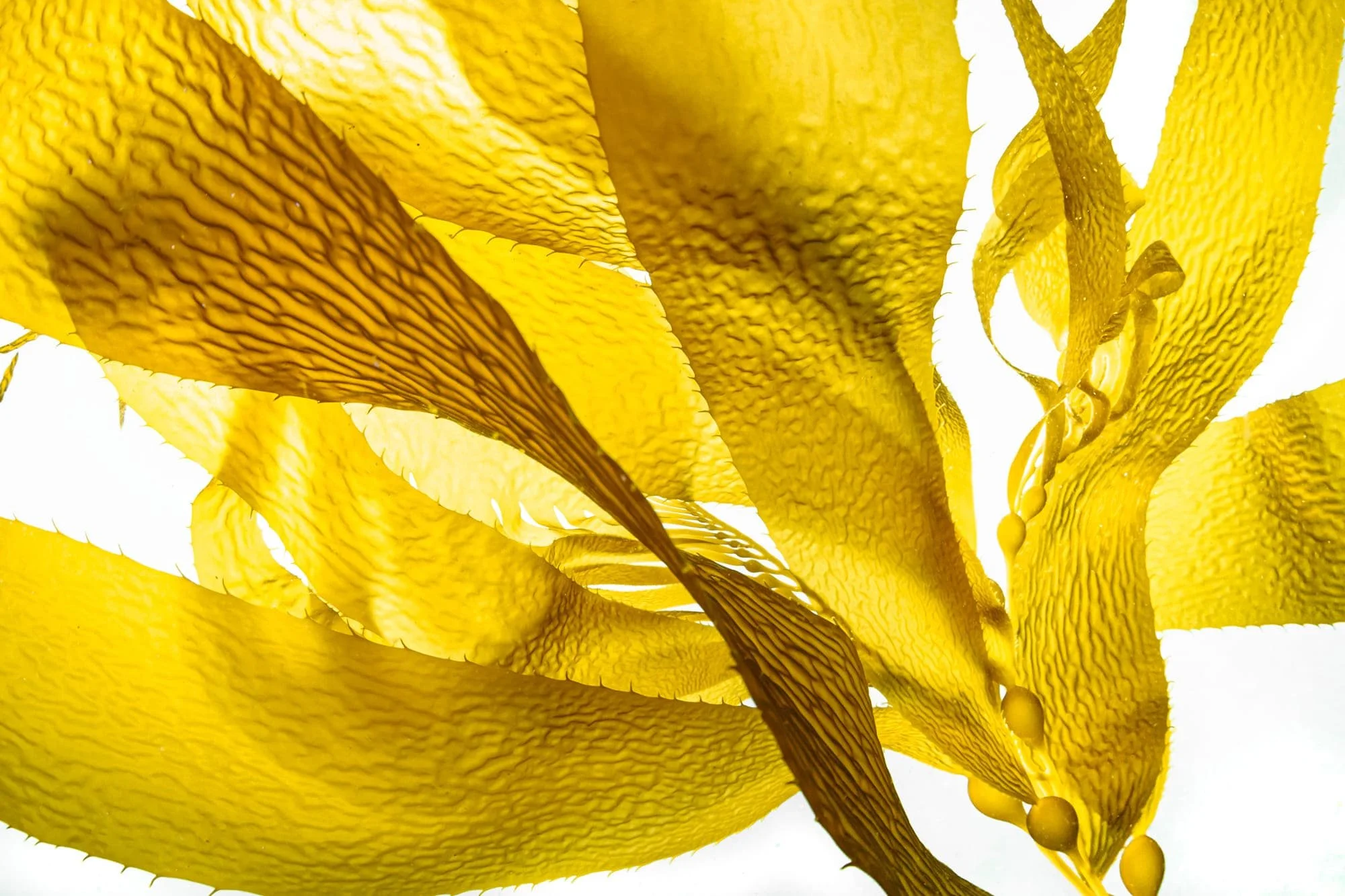 Close-up of golden kelp fronds glowing against a bright white background.