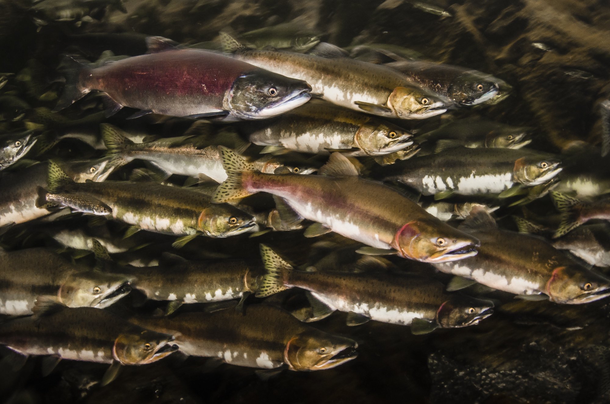 School of pink and Chinook salmon swimming upstream through freshwater currents, photographed by Jason Bradley.