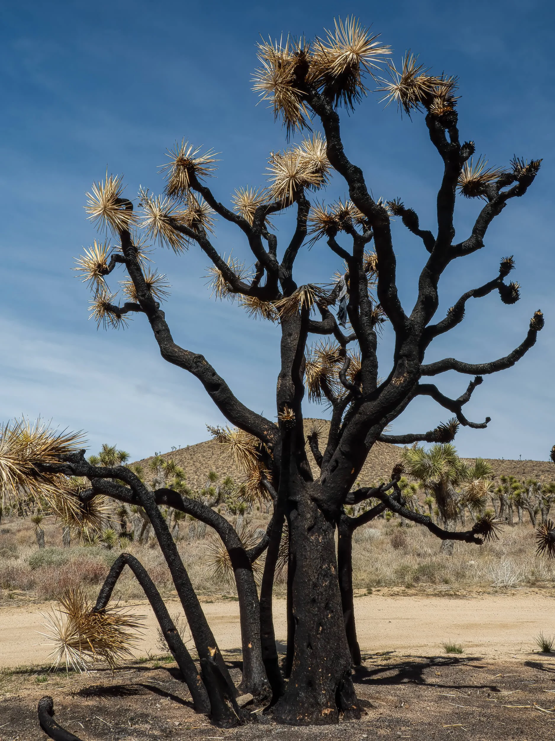 Joshua trees standing against a blue sky in a stark desert landscape, photographed by Joyscapes Imaging.