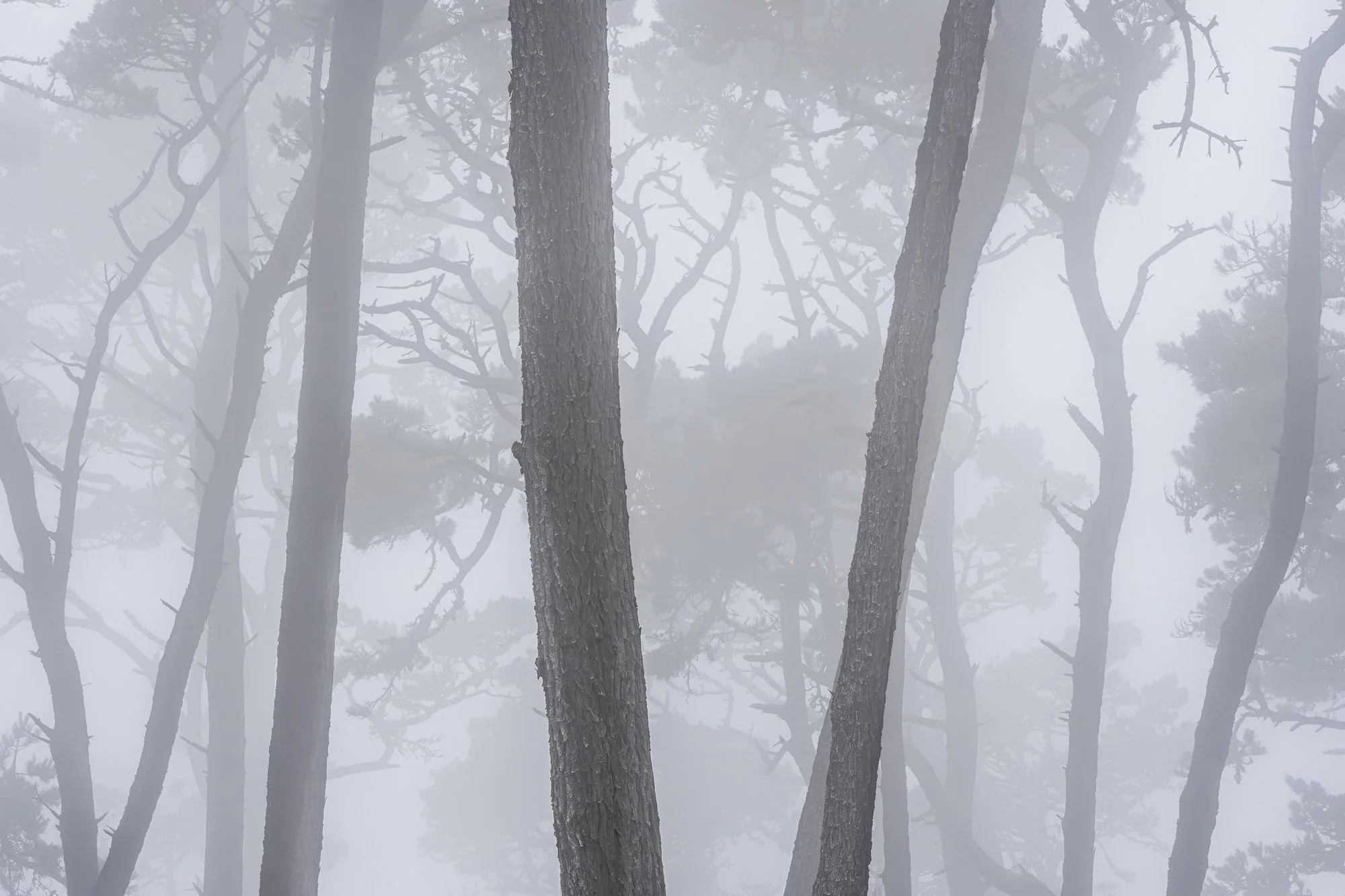 Tall coastal cypress trees partially obscured by thick fog in a serene California forest scene.