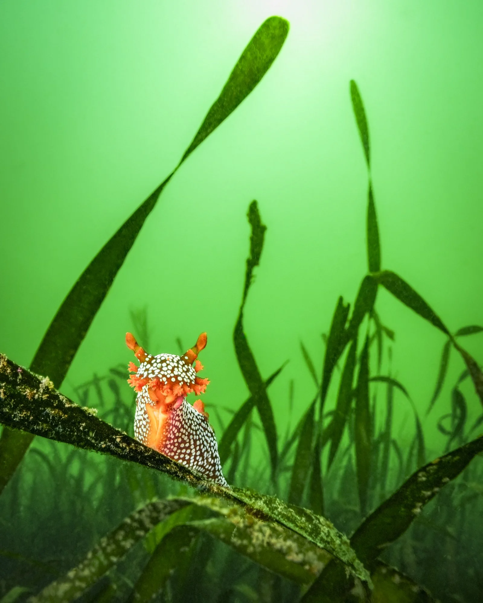 Triopha in the Eel Grass