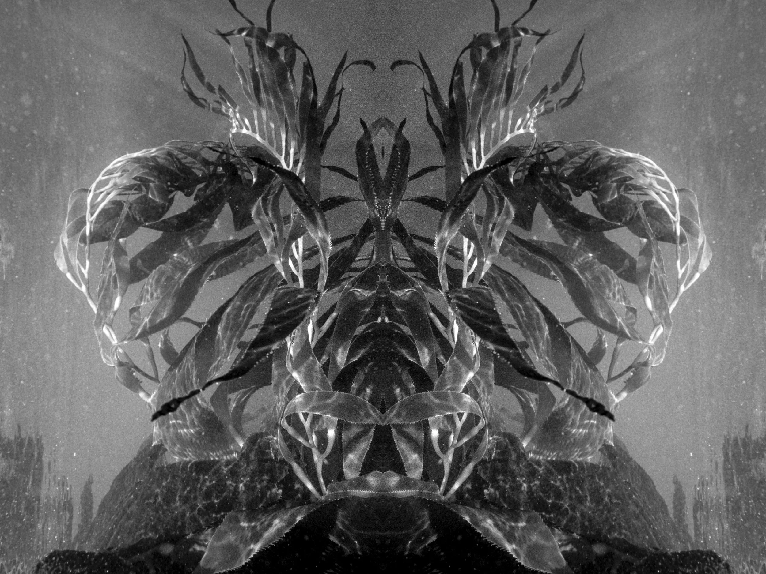 Mirrored kelp fronds rising from rocks, forming a symmetrical underwater silhouette.