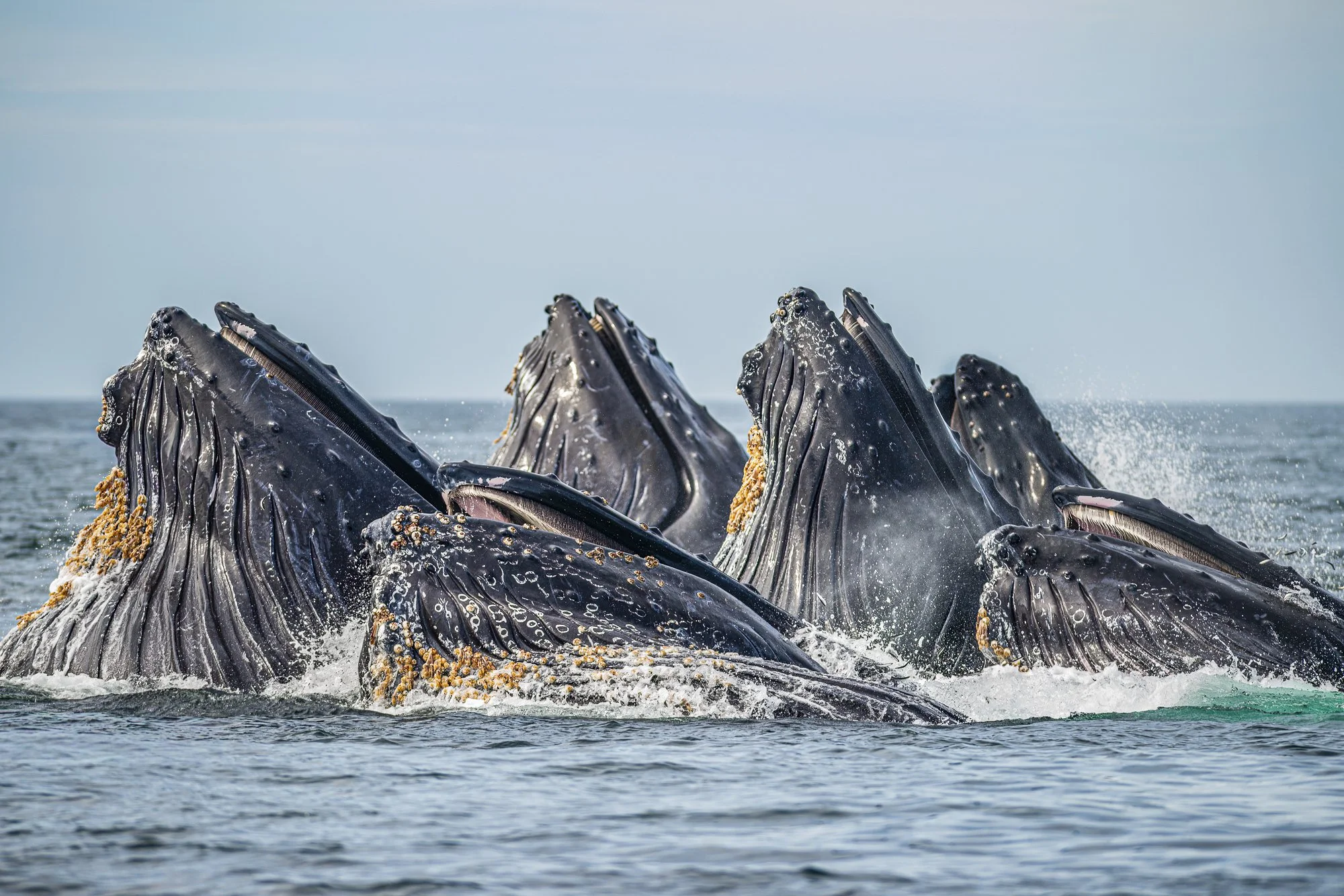 Multiple humpback whales surface together while cooperative feeding in Monterey Bay, California.