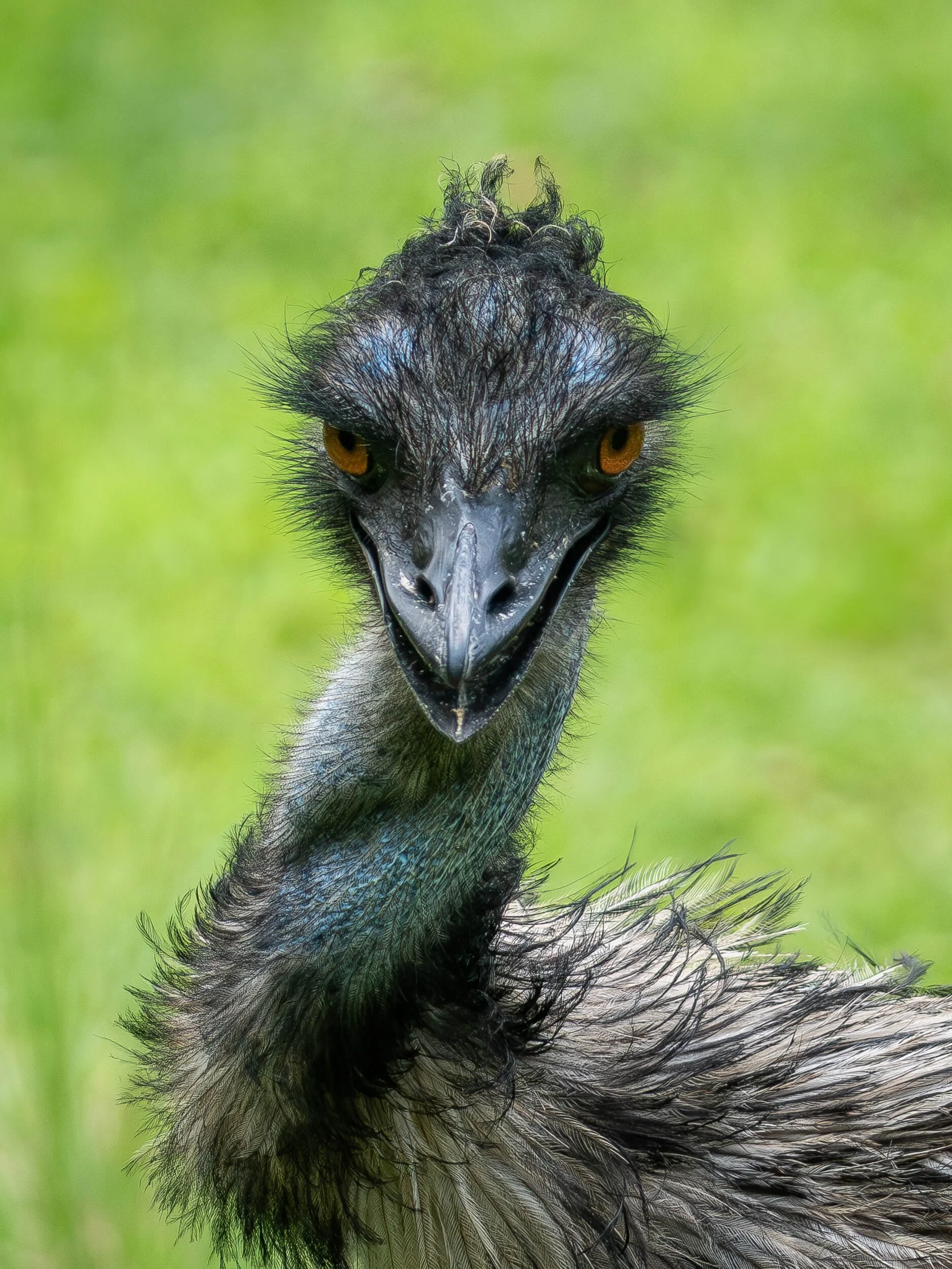 Close-up portrait of a crested bird at Mandai Wildlife Reserve in Singapore, photographed by Joyscapes Imaging.