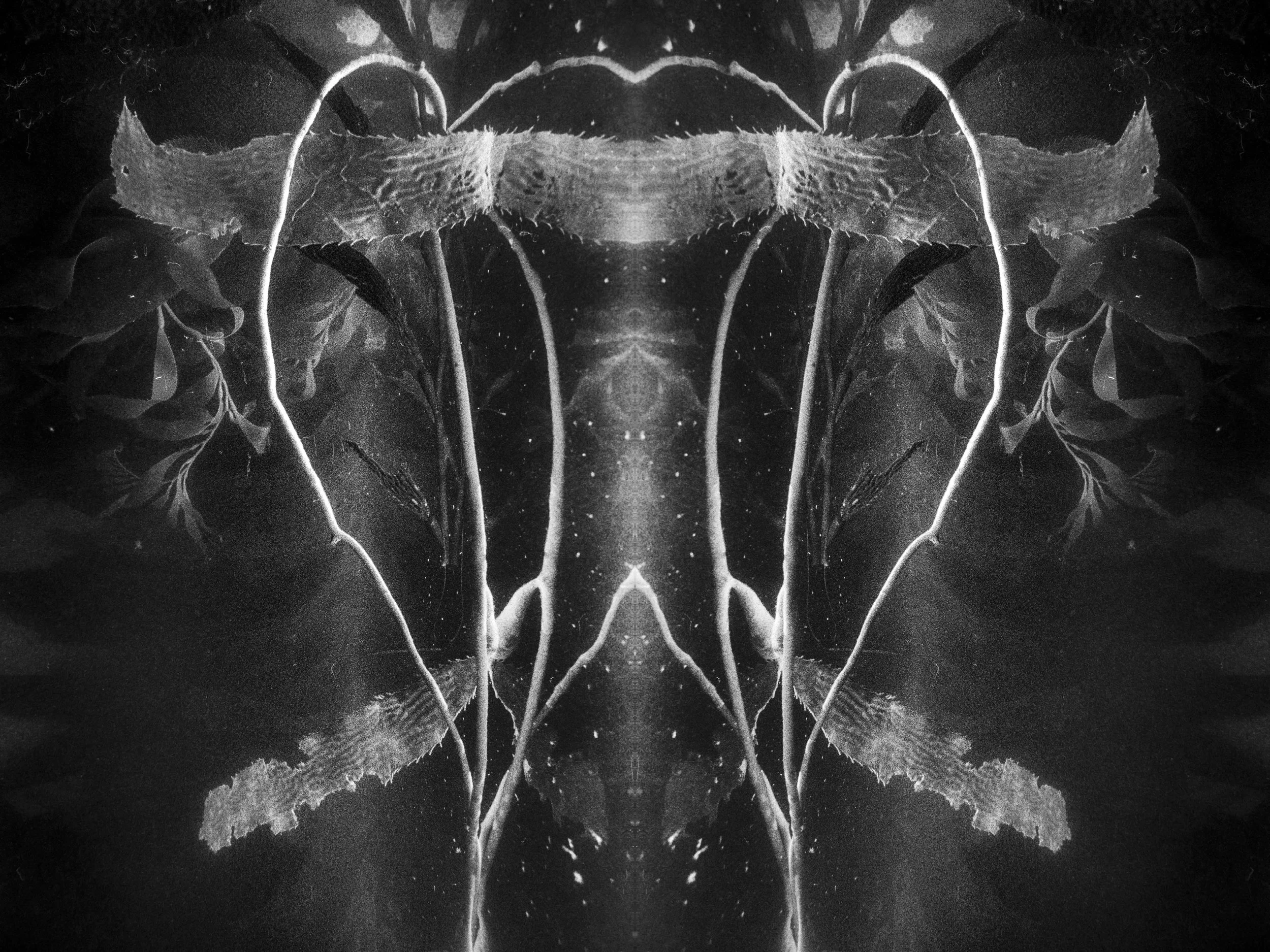 Abstract mirrored kelp in black and white forming a symmetrical, ethereal underwater shape.