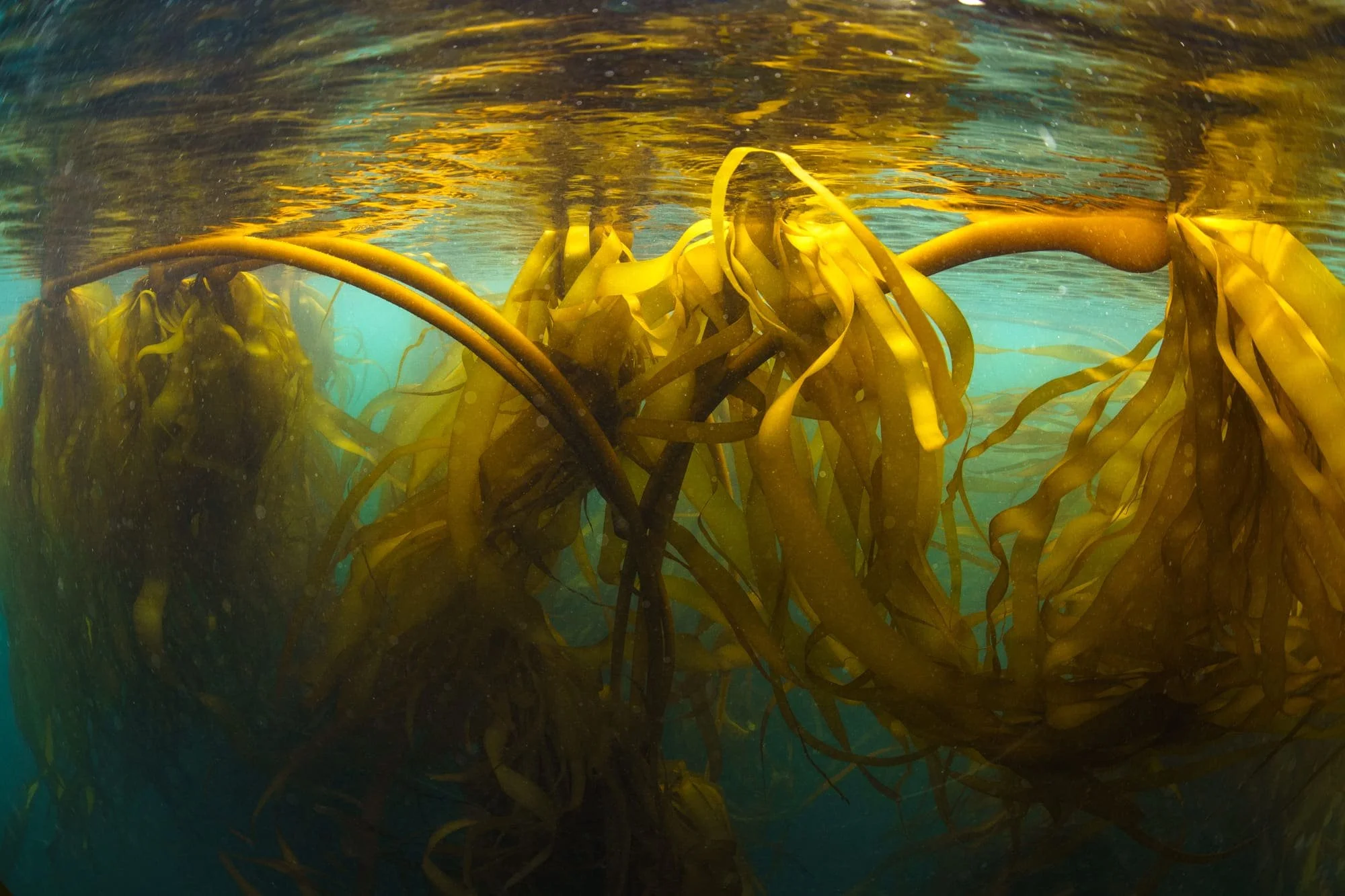 Golden kelp fronds arcs at the water’s surface in sunlit turquoise water.
