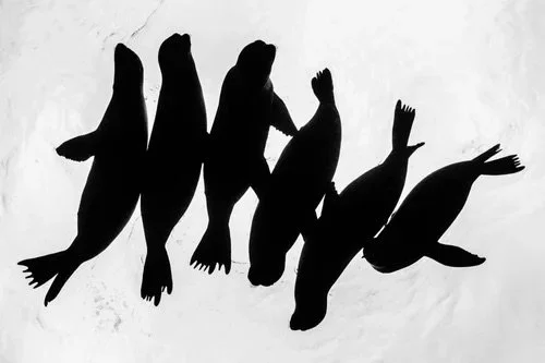 Six sea lions floating in silhouette above a high key water surface, captured in black and white by Jason Bradley.