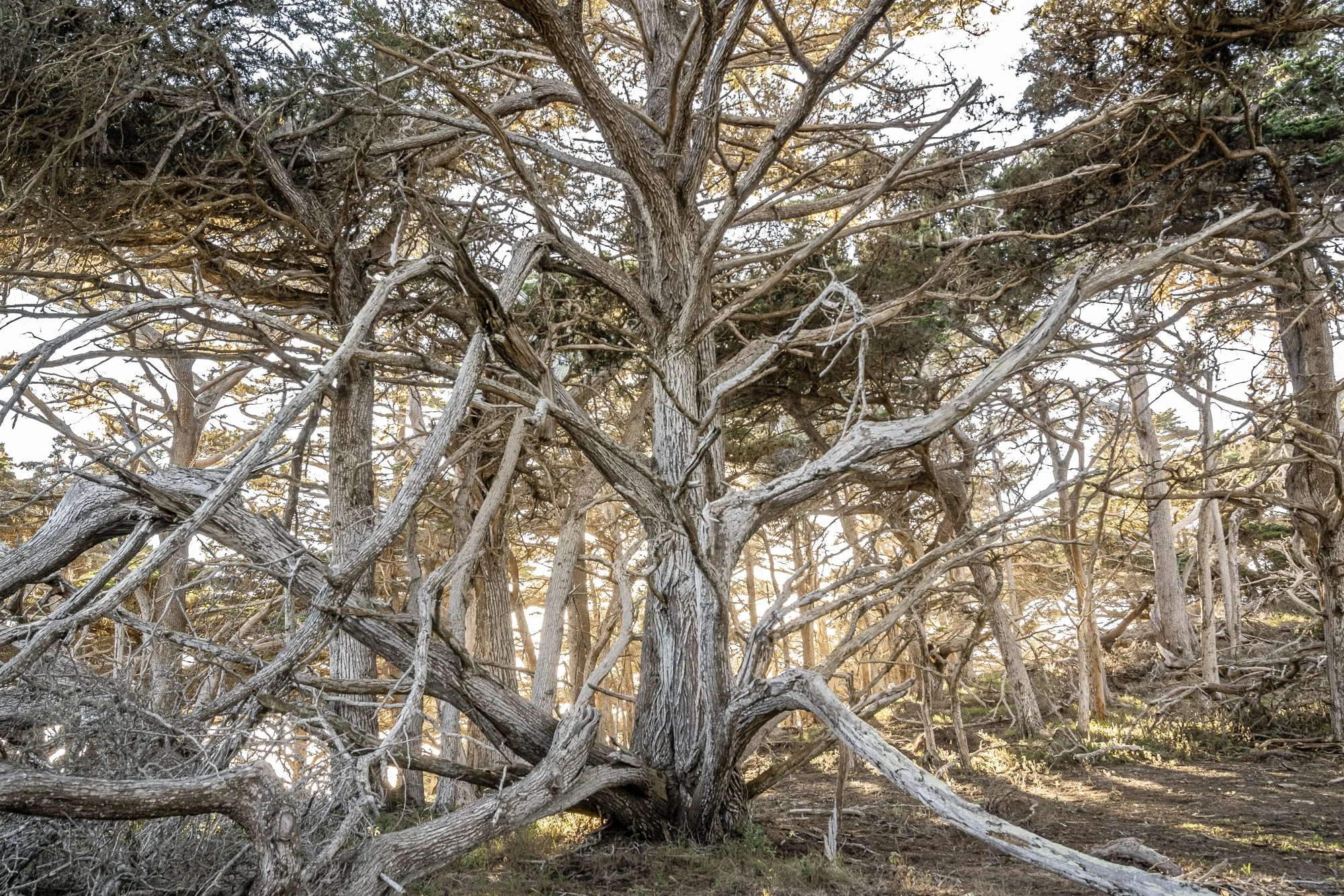 Srivani Pinneli — Branch of Life