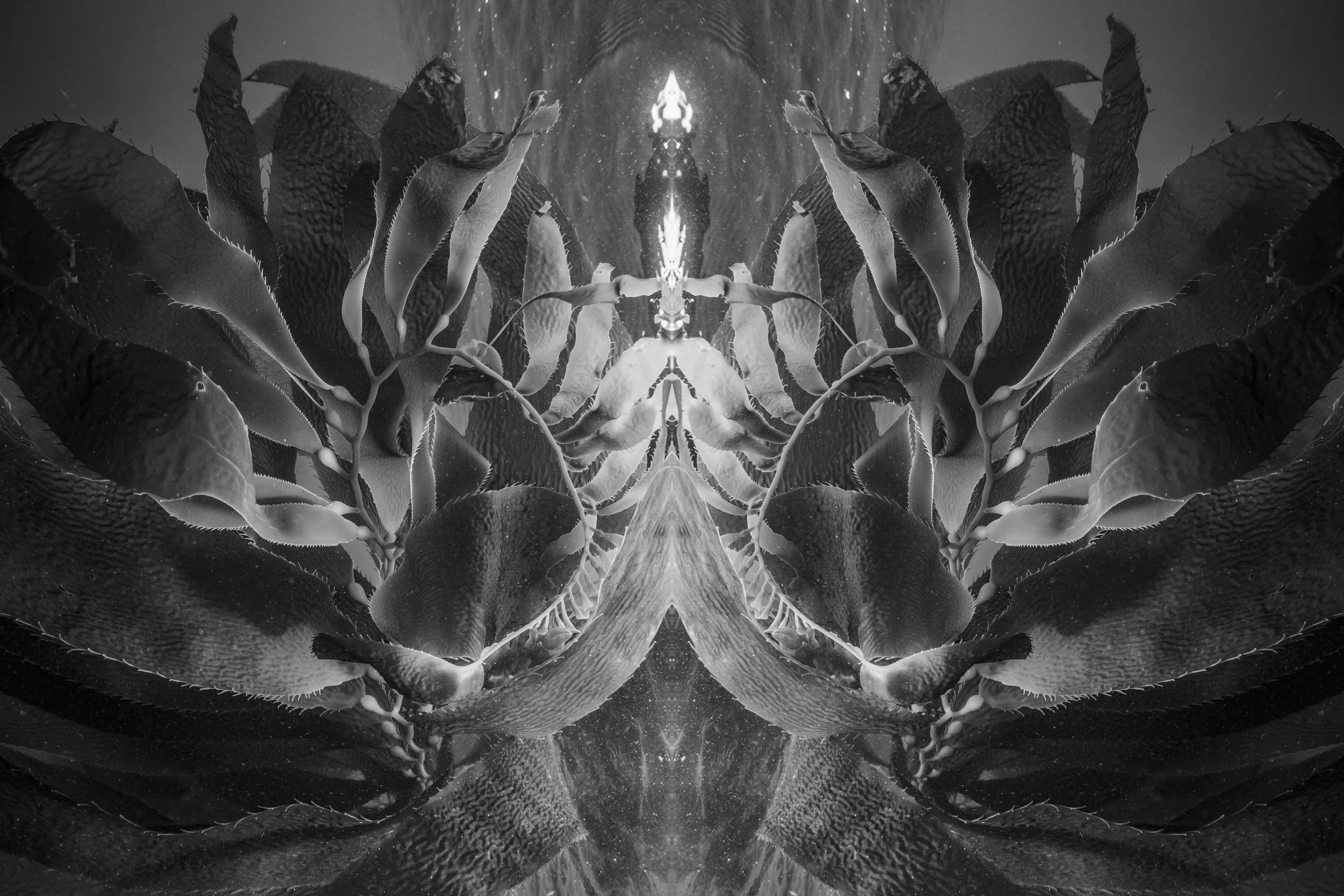 Mirrored kelp leaves unfold like wings around a glowing center, creating an otherworldly underwater symmetry.