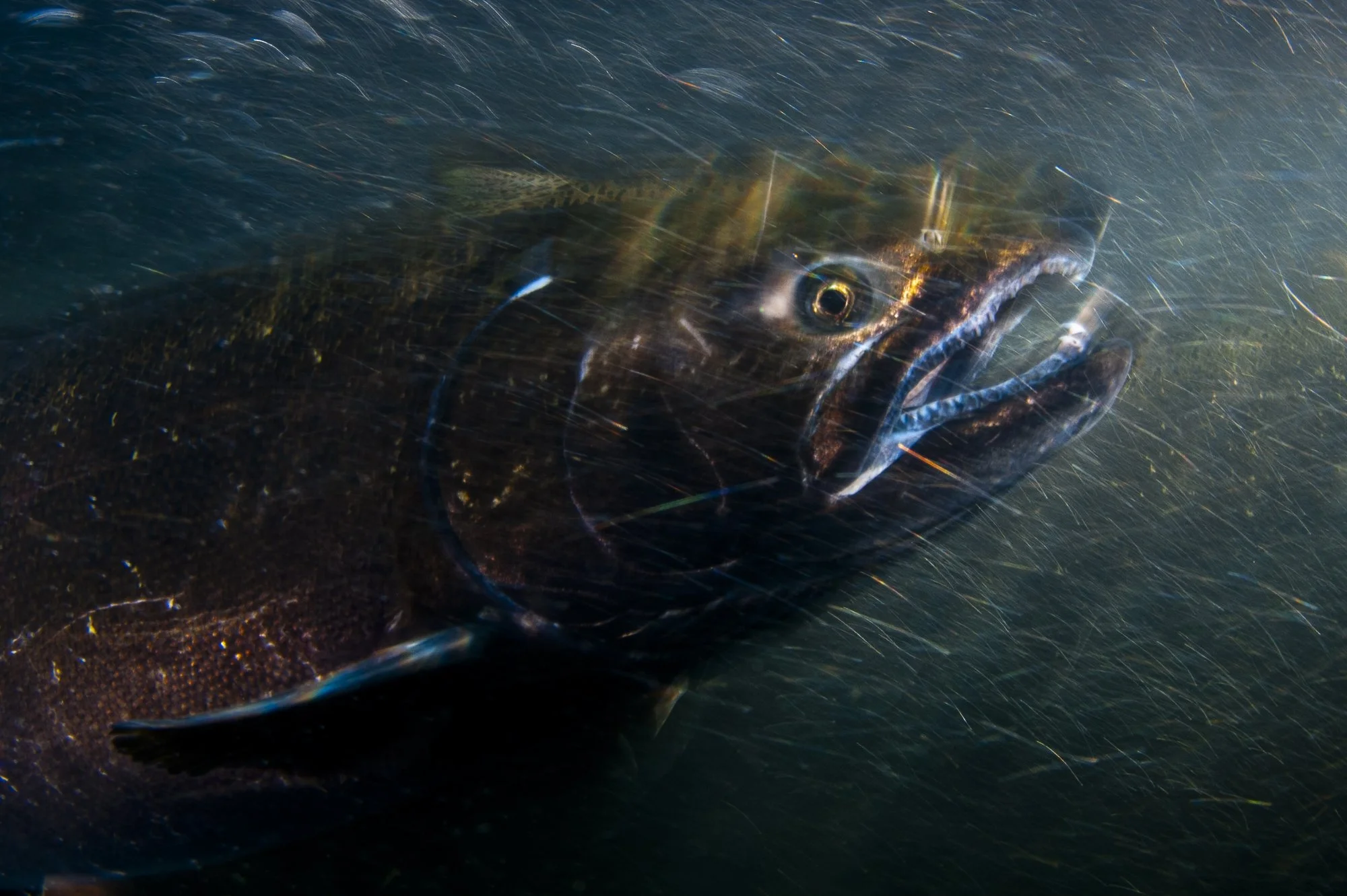 Underwater portrait of a Chinook salmon from California's Sacramento watershed.