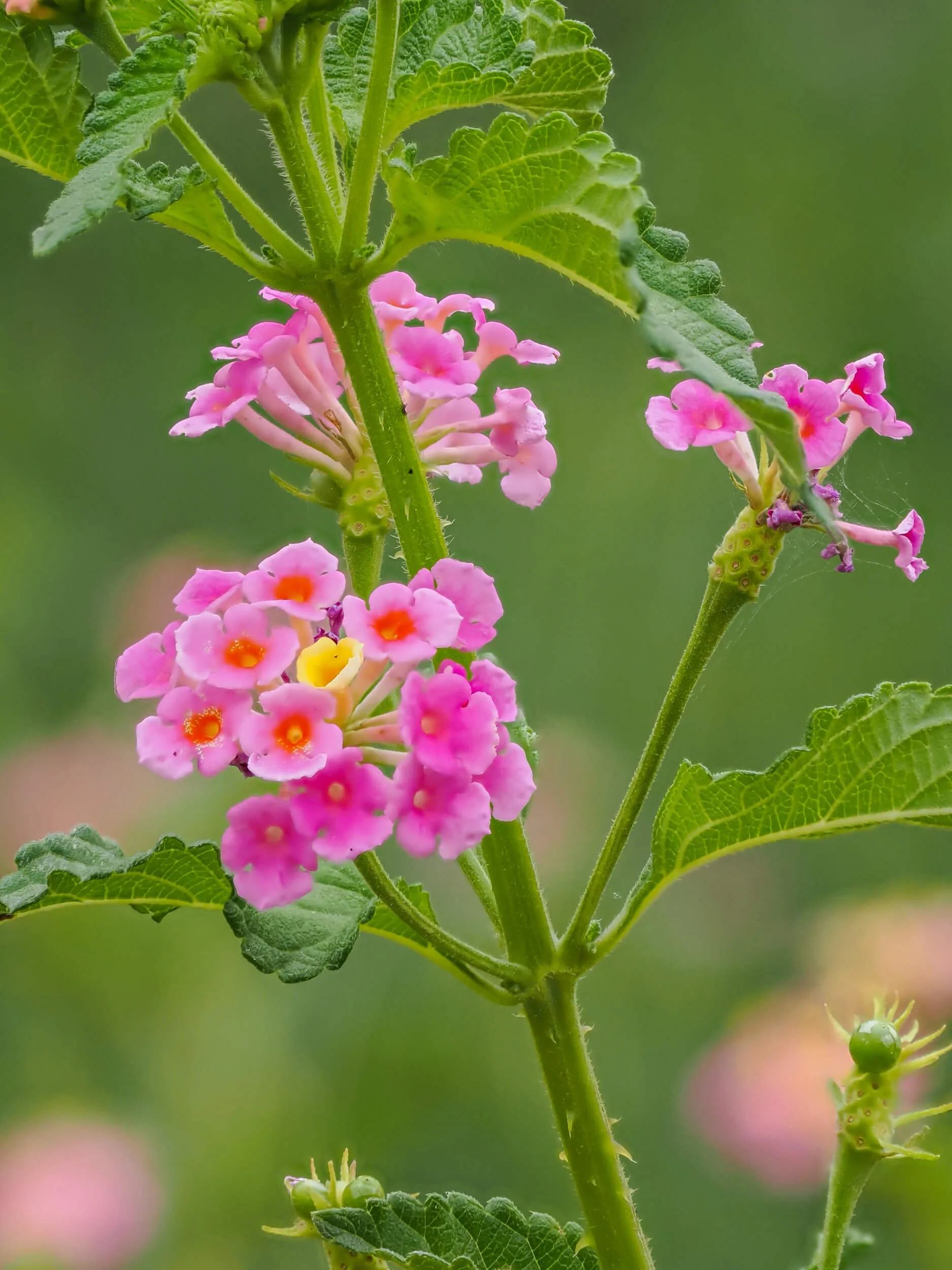 Pink wildflowers blooming among soft green foliage, photographed by Joyscapes Imaging.