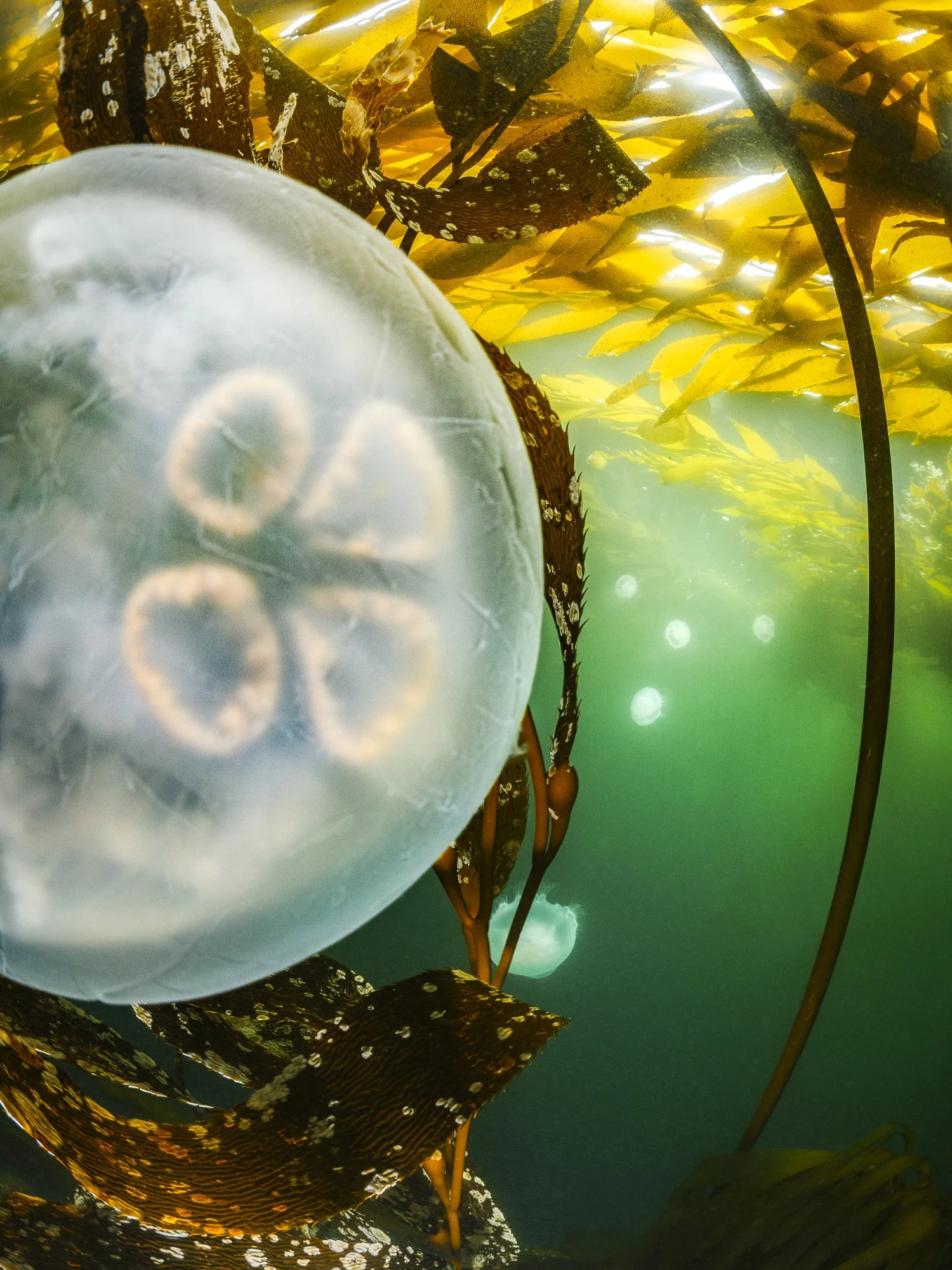 Full Moon Jelly Eclips