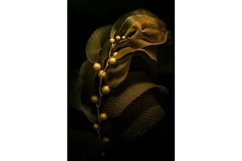 Serenade of the Sea: Giant Kelp's Ethereal Dance