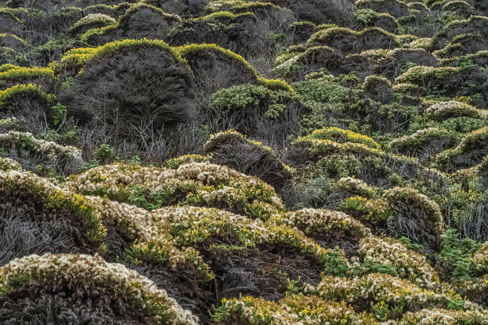 Whitney Richardson — Garrapata Ghosts