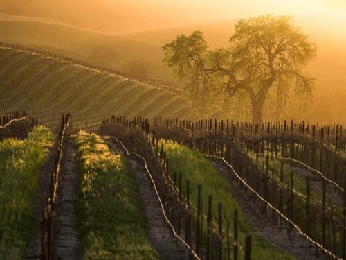 Wine Country Fields: Paso Robles Vineyard at Sunset