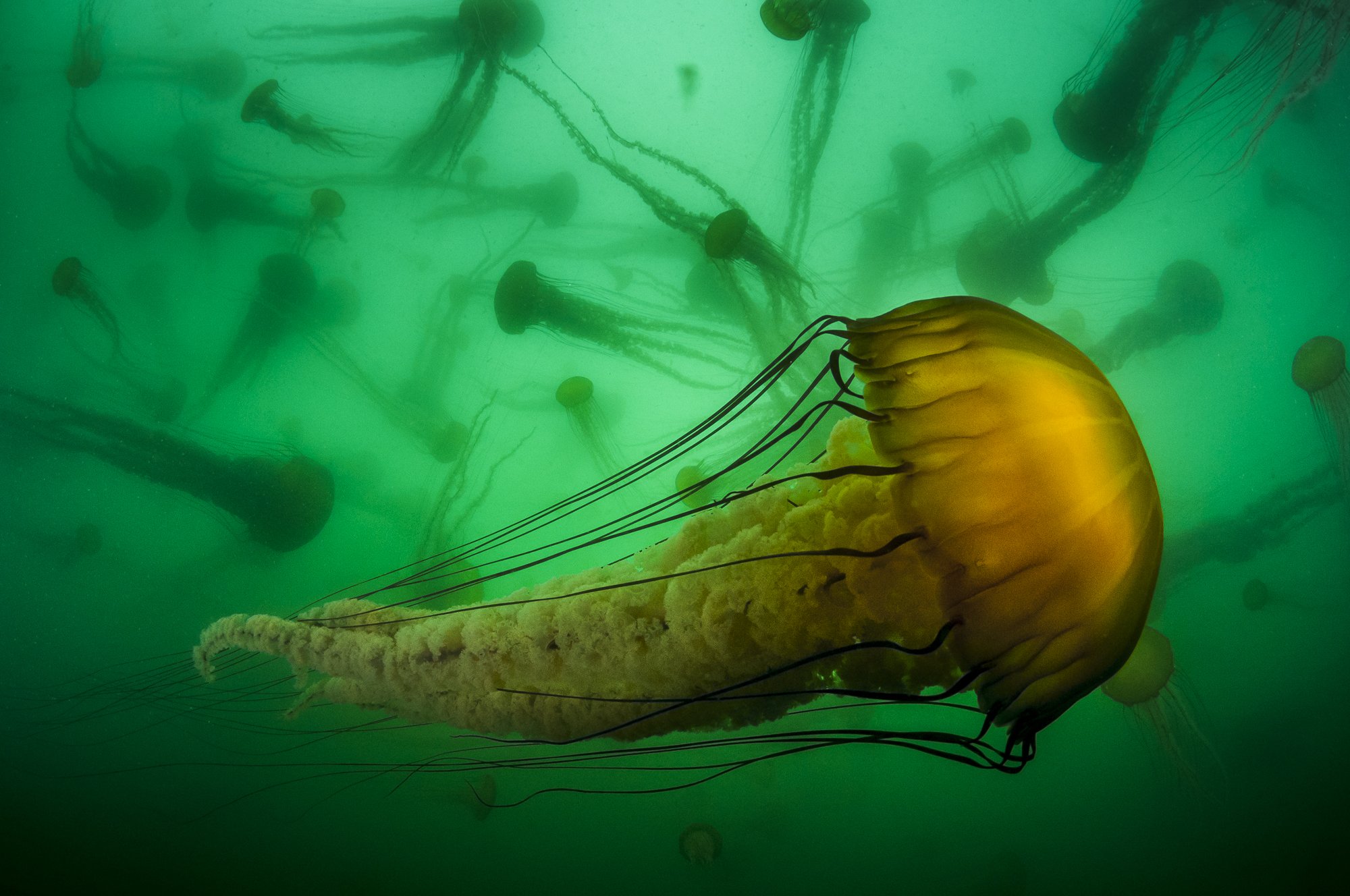 Golden Pacific Sea Nettle jellyfish drifting in a green sea, surrounded by a swarm of others in motion.